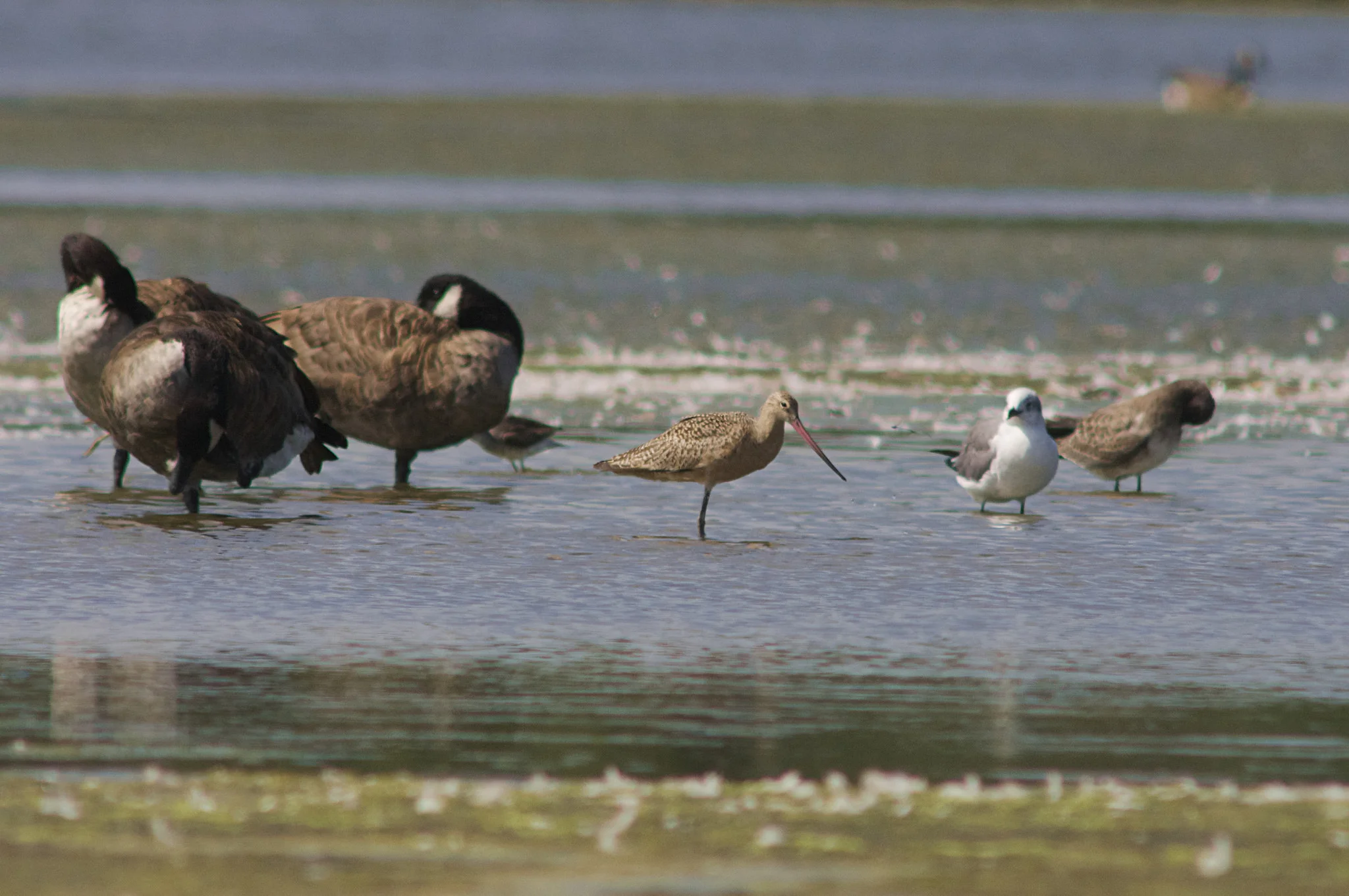 Marbled Godwit & Canada Geese