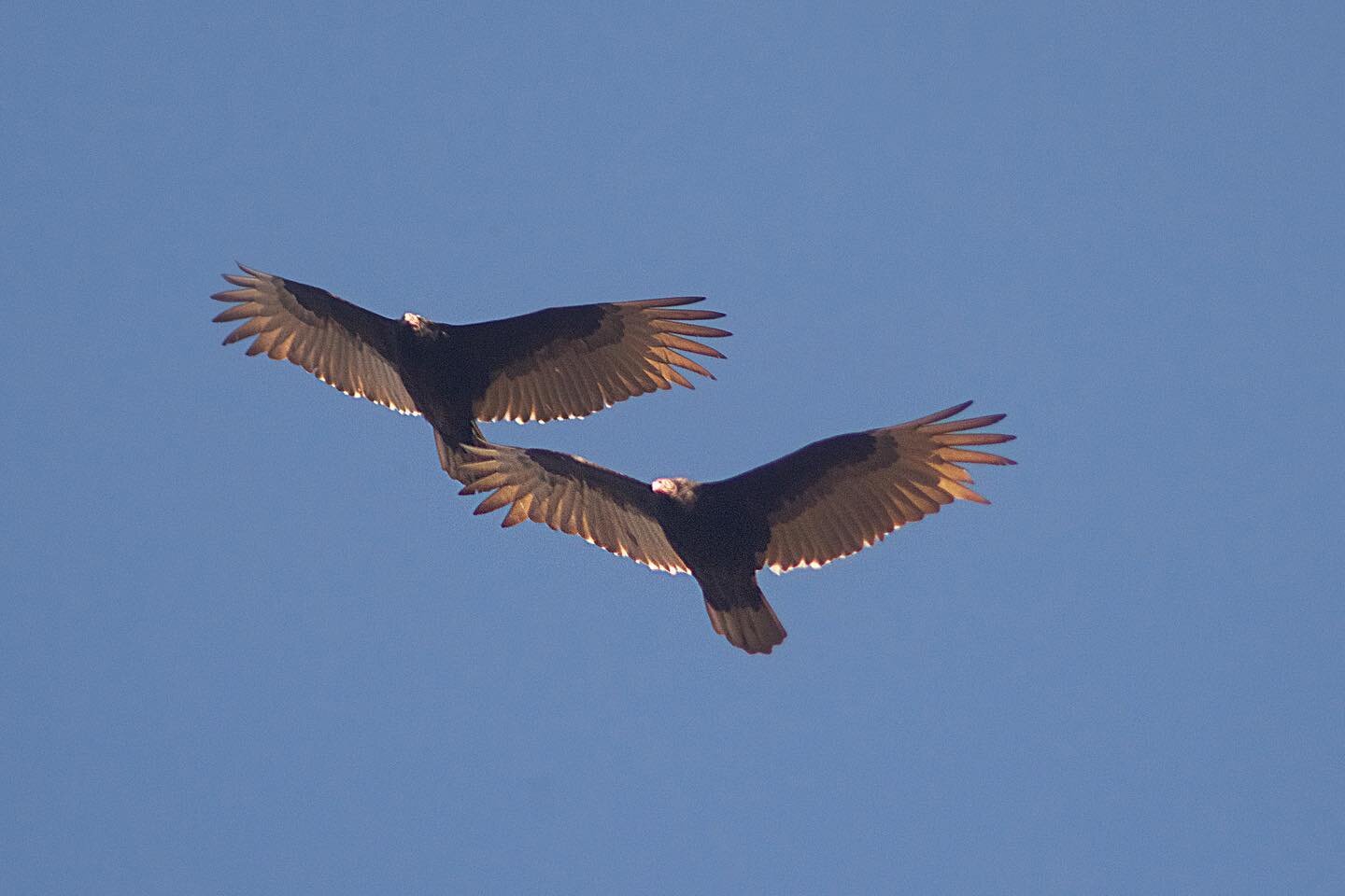 A favorite sign of spring: the slow spirals of turkey vulture tribes returning north on the wind 🖤
.
#turkeyvultures #vultures #vulturesofinstagram #spring #migration #maine #nature #turningandturninginthewideninggyre