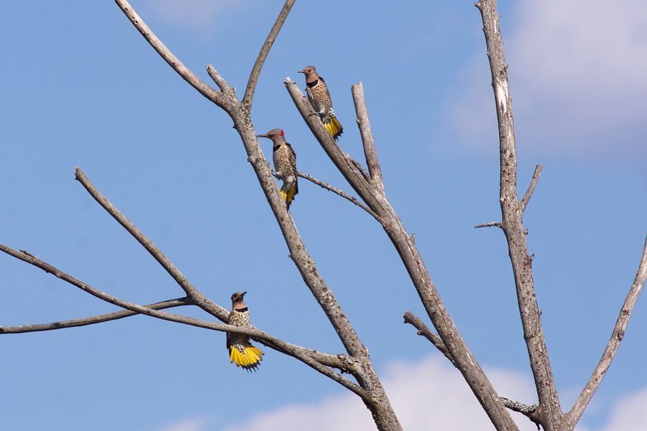 In early spring, northern flickers gather at the neighborhood perching tree to catch up on winter news and discuss such weighty questions as, why are they not more universally celebrated for their beauty?
.
.
.
#northernflicker #flickersofinstagram #