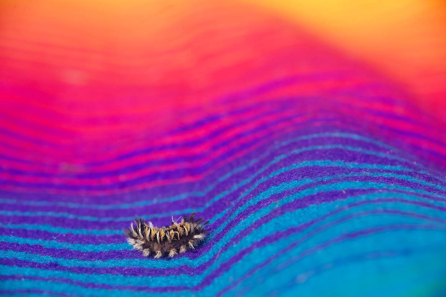 Milkweed tussock moth caterpillar on a blanket season.
.
.
.
#autumn #milkweedtussockmoth #caterpillarsofinstagram #mmmmcolors