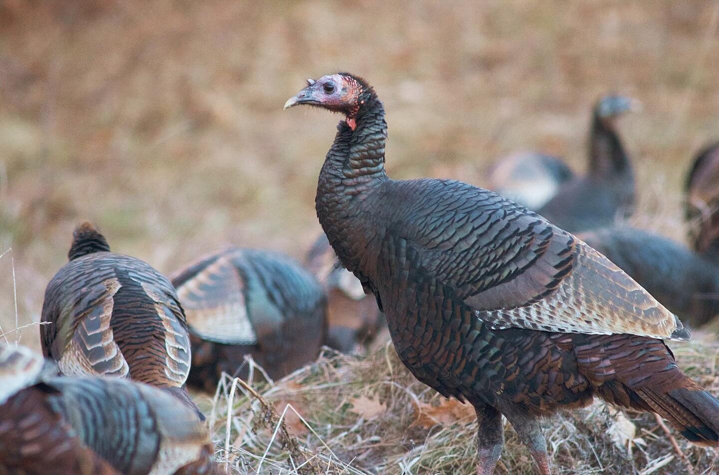 Thankful for 🦃🦃🦃
.
.
.
#thanksgiving #thanksgivingturkey #wildturkeys #turkeysofinstagram #nature #maine