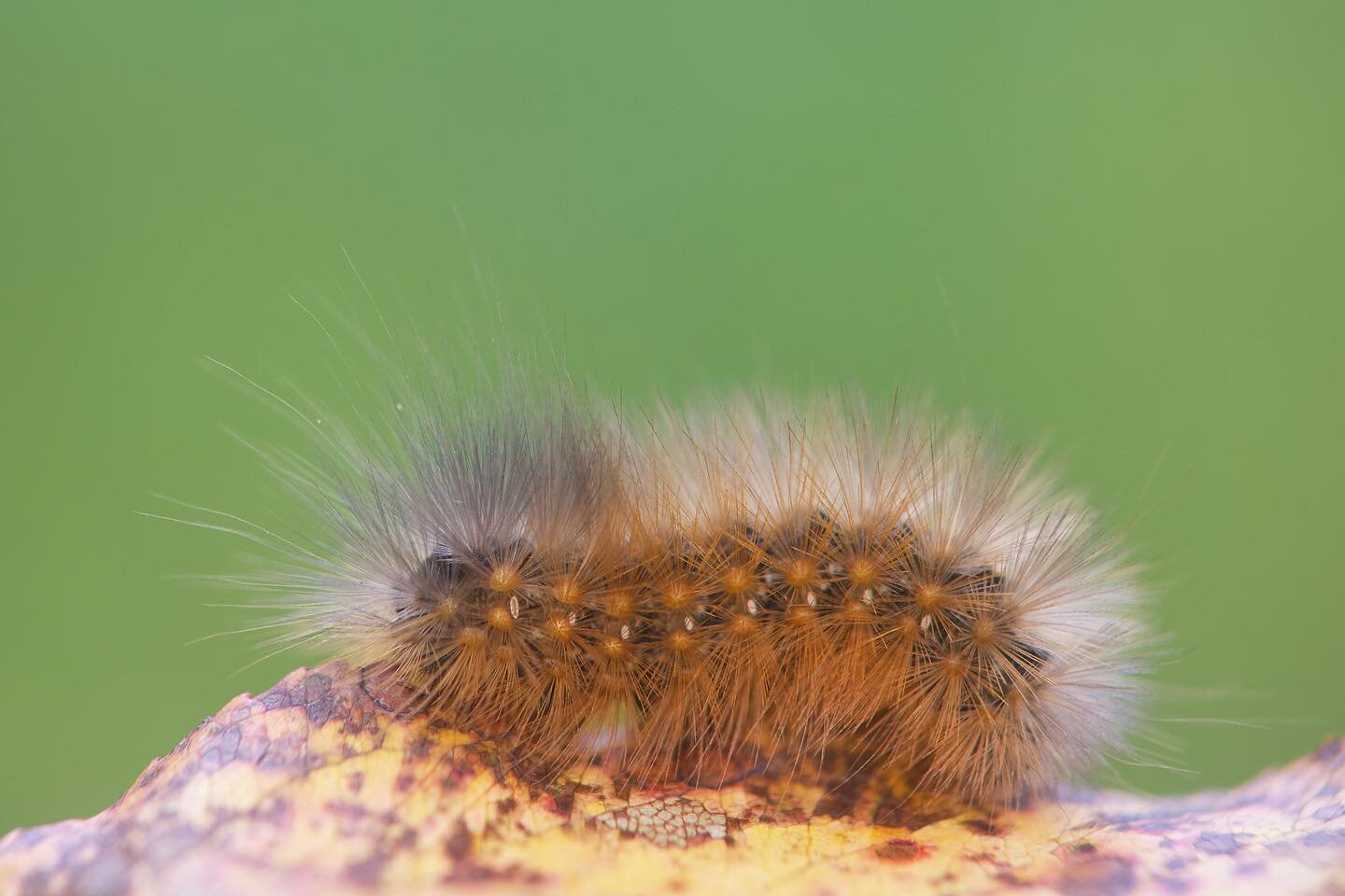 A salt marsh caterpillar off to make a coccoon in some safe, quiet spot beneath a fallen leaf. There he'll overwinter before emerging as a moth next spring. .
.
.
#saltmarshcaterpillar #loveyourleaflitter #EstigmeneAcrea #nature #photography #caterpi