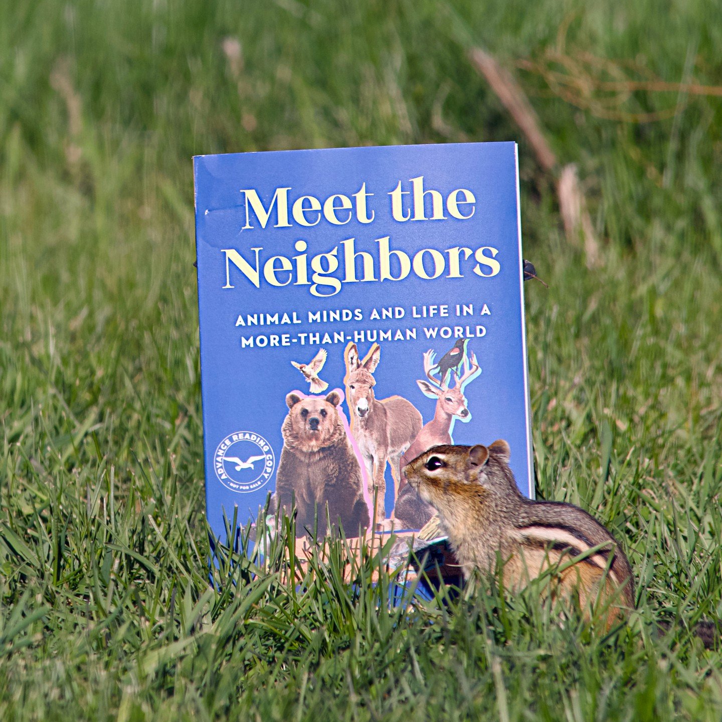 Blew the publicity budget on chipmunk influencers
.
.
.
#chipmunksofinstagram #chipmunks #animals #nature #meettheneighbors #newbooks