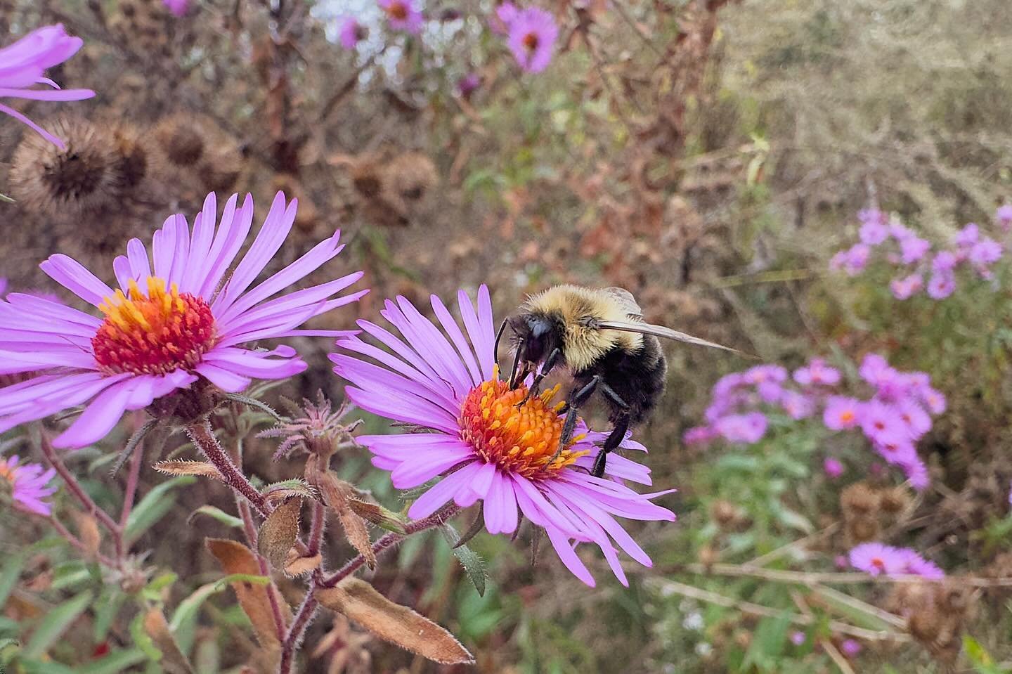 Aster season. 
.
.
.
#newenglandaster #bumblebee #beesofinstagram #autumn #oldfields #maine #nature