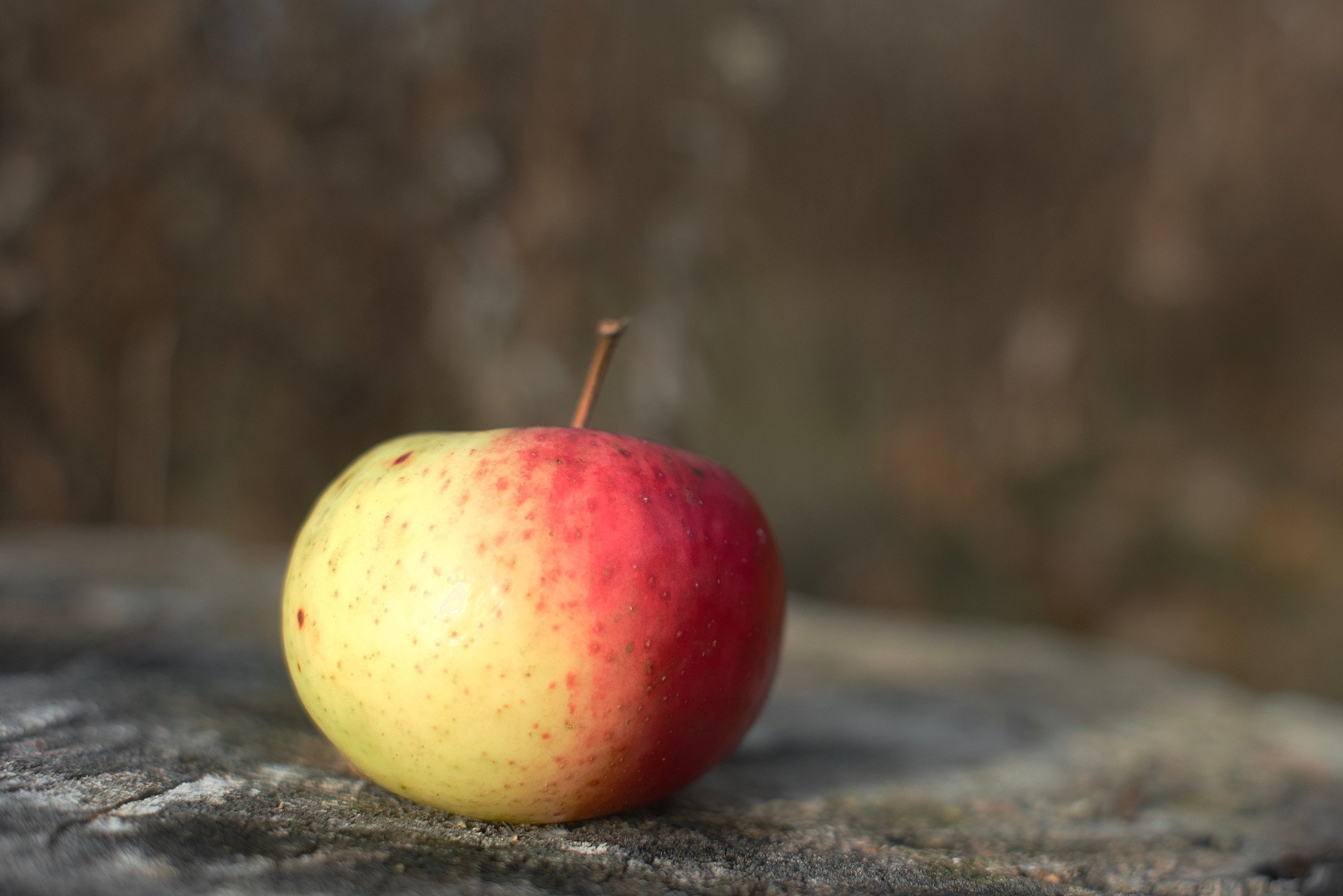 A portion of summer sunshine, banked for a dreary fall day.⁣
⁣
⁣
⁣
⁣
⁣
#apples #applesofinstagram #wildapples #maine #nature #autumn
