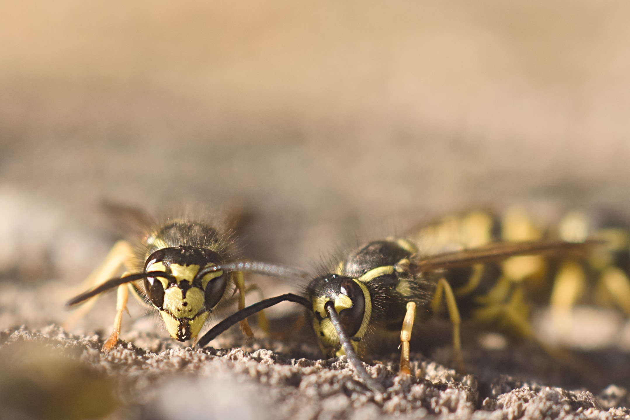 Through much of November it was unseasonably warm. Warm enough that it felt strange and unsettling; but also it was a few extra weeks of seeing insects, of having those little flutterings as part of life's passage. I took to leaving out honey for the