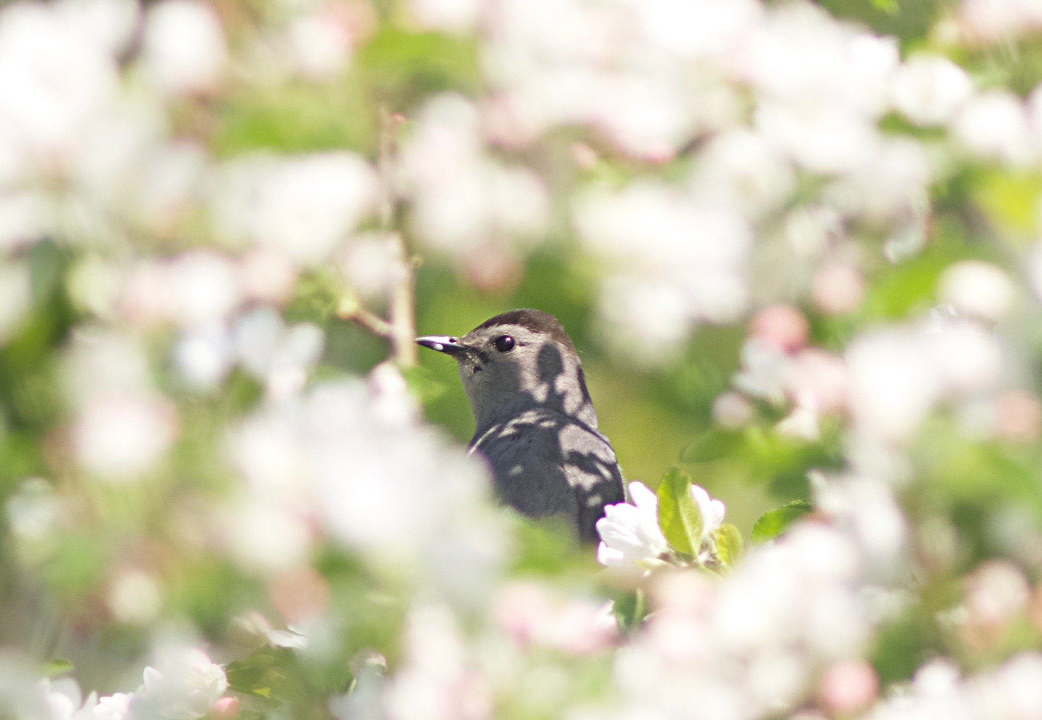 Apple blossom time 🌸
.
.
.
.
#appleblossom #catbird #catbirdsofinstagram #birdsandblooms #nature #maine #spring
