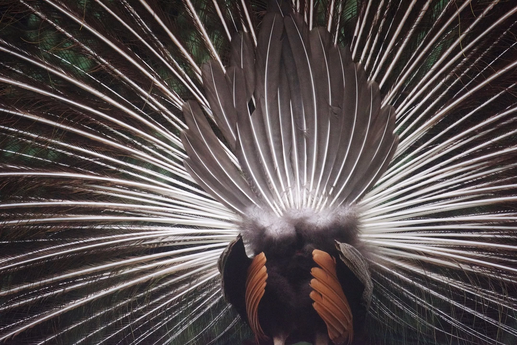 What does a groundhog find beautiful?
. 
So begins my latest story for @psyche.the.magazine. It&rsquo;s about whether animals have a sense of beauty&mdash;something that many philosophers and scientists have historically denied. Even now, when people