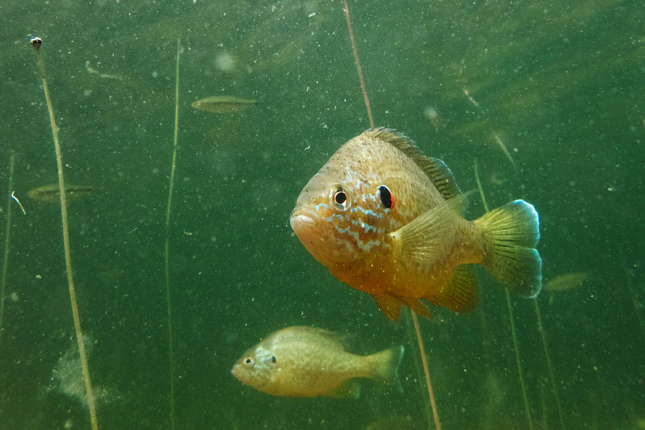 🐟🐟🐟🐟
.
.
.
.
.
#sunfishofinstagram #pumpkinseedsunfish #maine #fish #summer #nature #freshwatersnorkeling #meetthemdonteatthem