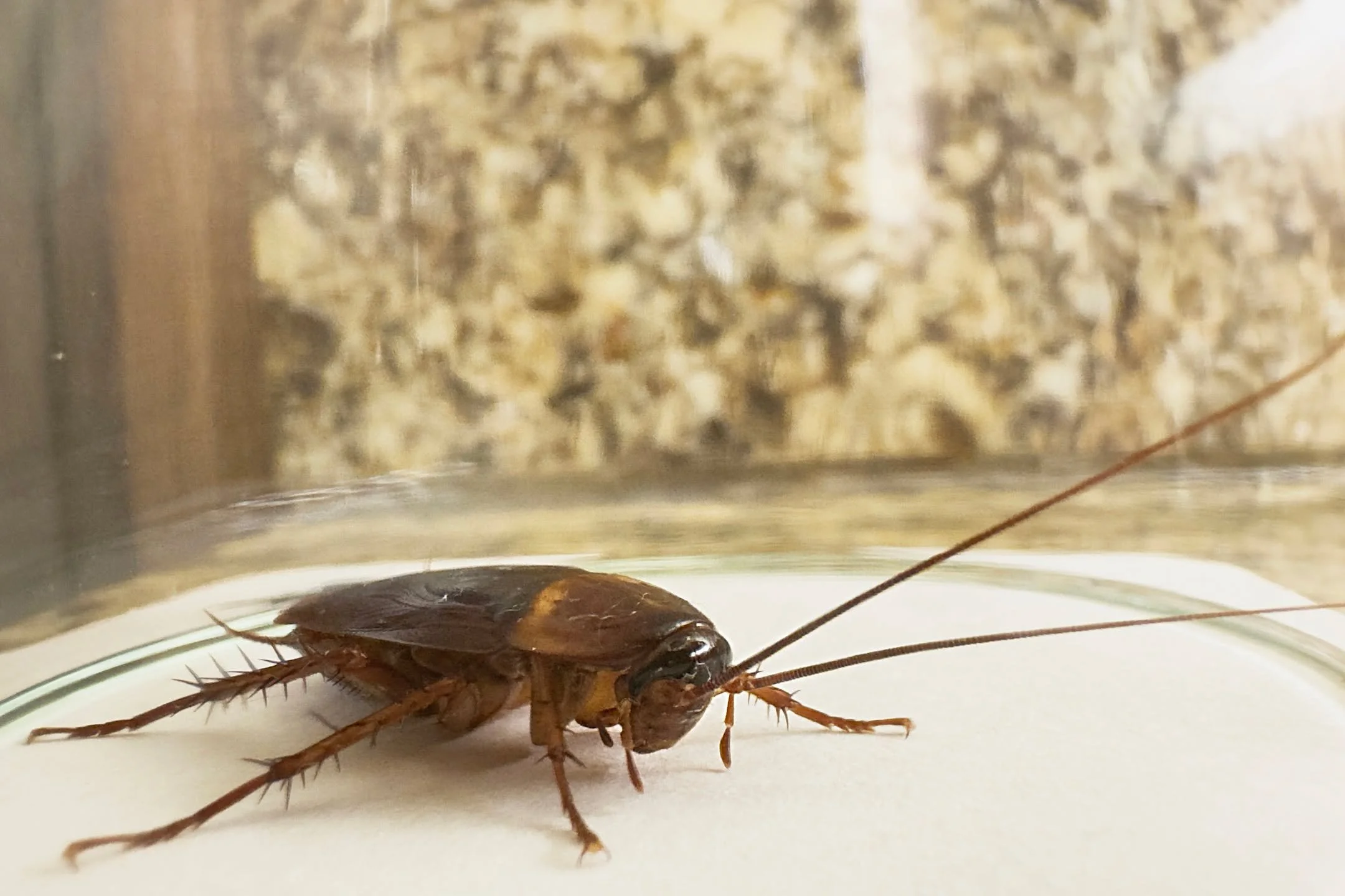 Cockroaches once repulsed me; I'd stomp them on sight. How I think about animals has changed, though, and when I met this one&mdash;my first in years!&mdash;there was no revulsion, only fascination. What do they experience through those exquisite ant