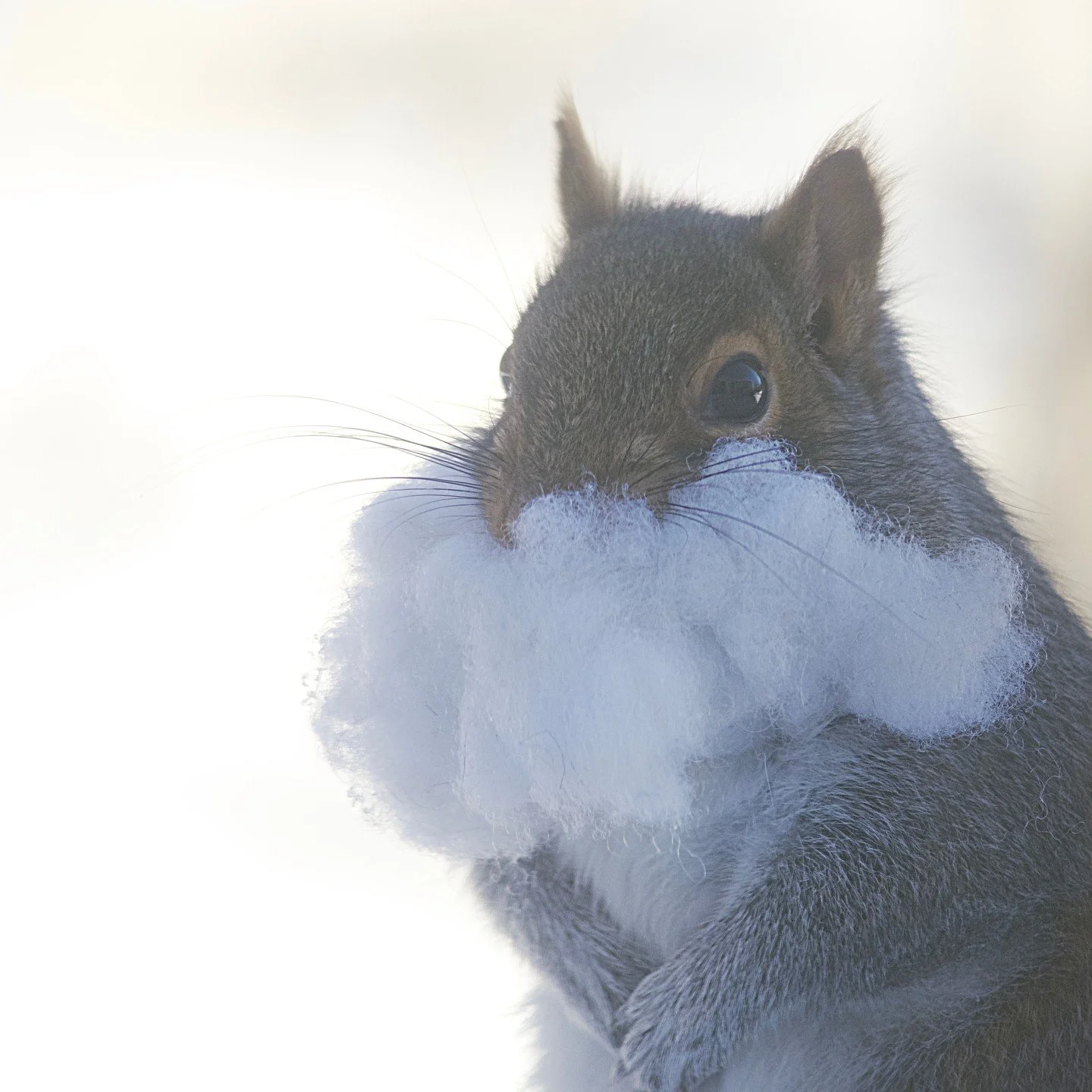 Squirrel Claus knows if you've been naughty or nice and does not care. He only wants to climb down your chimney and eat cookies.