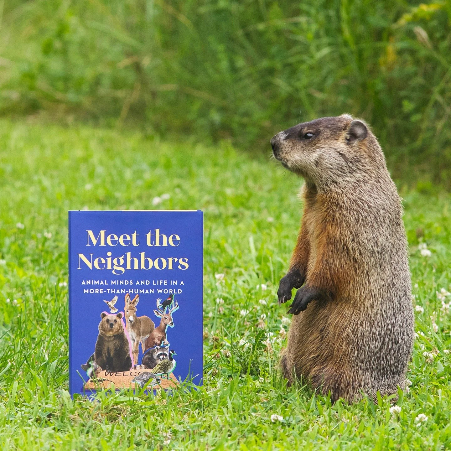 Hello, professors &amp; teachers &amp; educators! Can't believe it's syllabus season already. 
.
If you assign Meet the Neighbors&mdash;perhaps for your human-wildlife conflict, animal studies, animal intelligence, or environmental ethics course?&mda