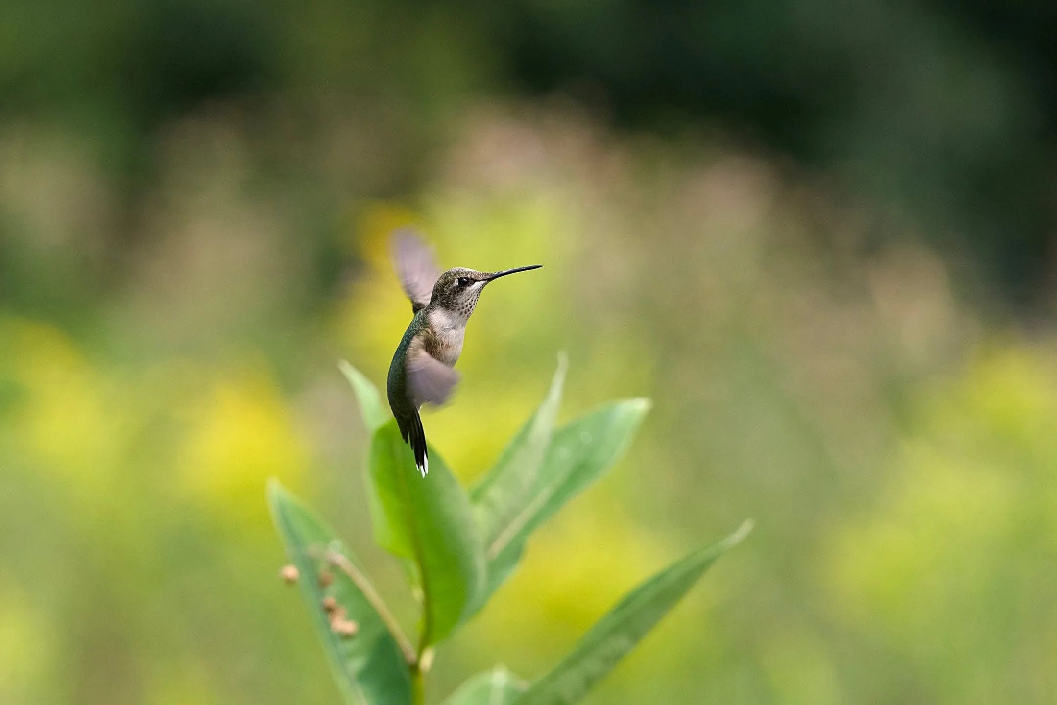 Small perfections
.
.
.
.
#hummingbirdsofinstagram #rubythroatedhummingbird #latesummer #maine #birds #milkweed #goldenrod #isanythingmoreperfect