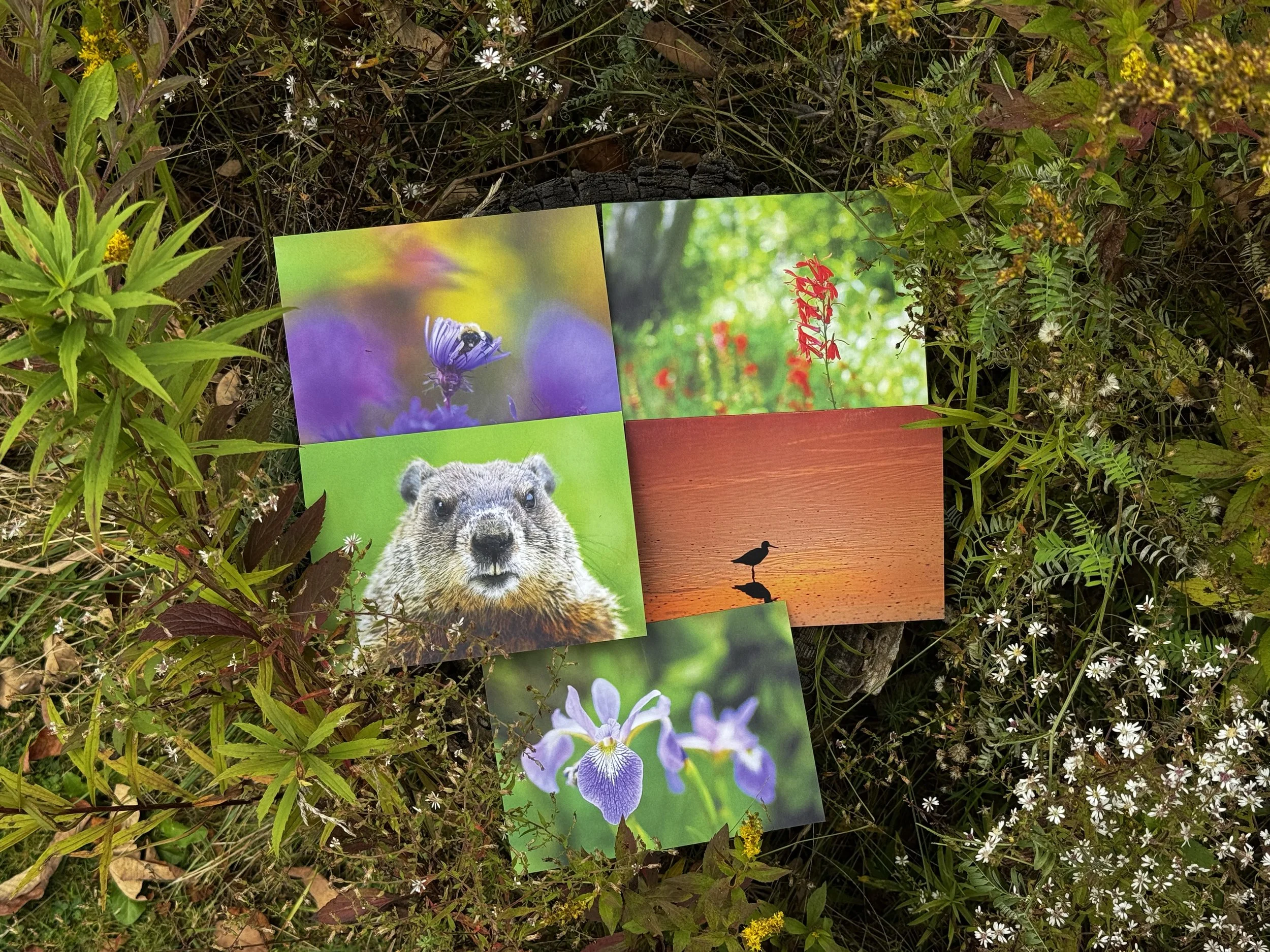 Postcard Set.jpg