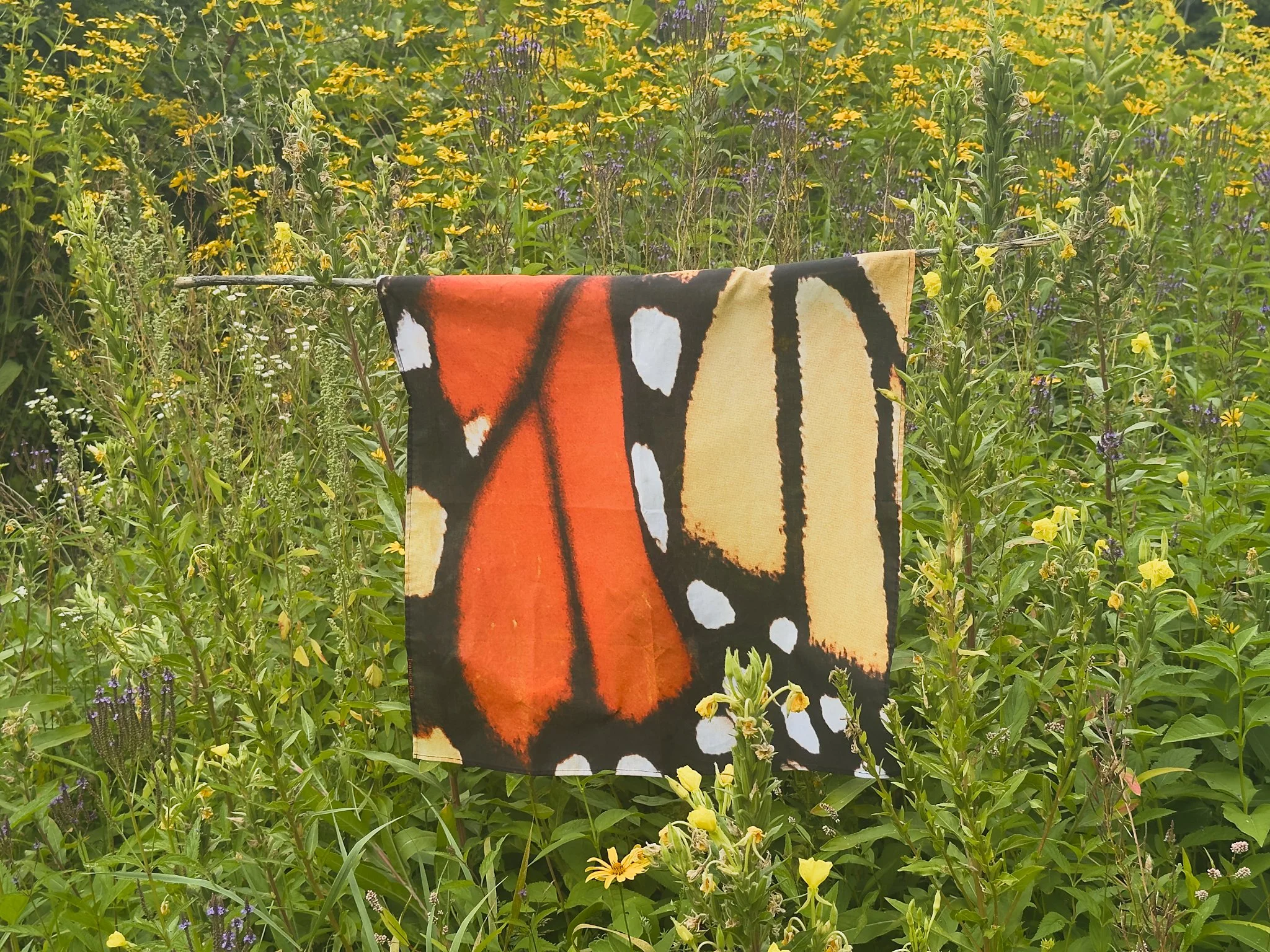 Monarch Butterfly Square