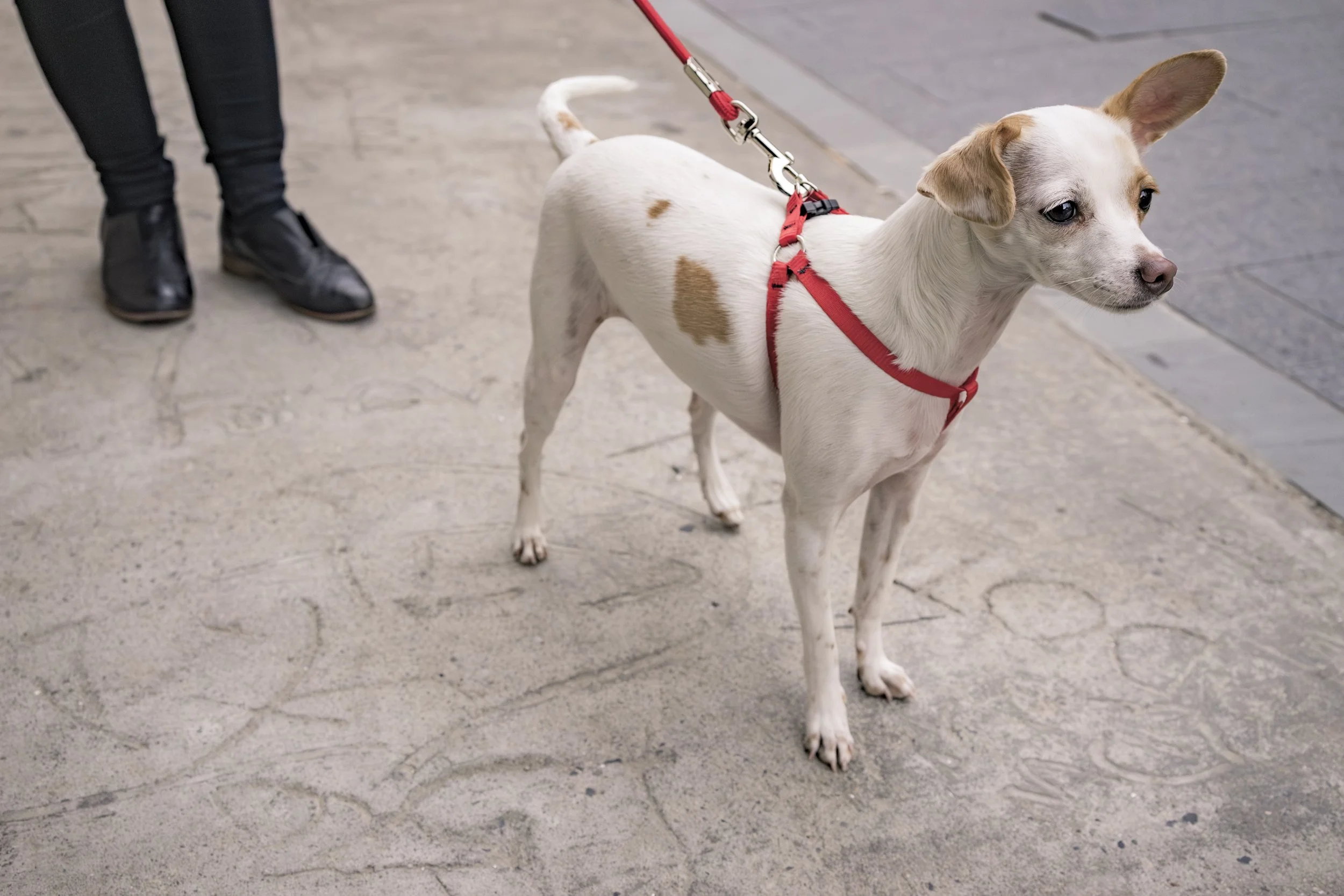 ADAM PAUL VERITY-12.jpg