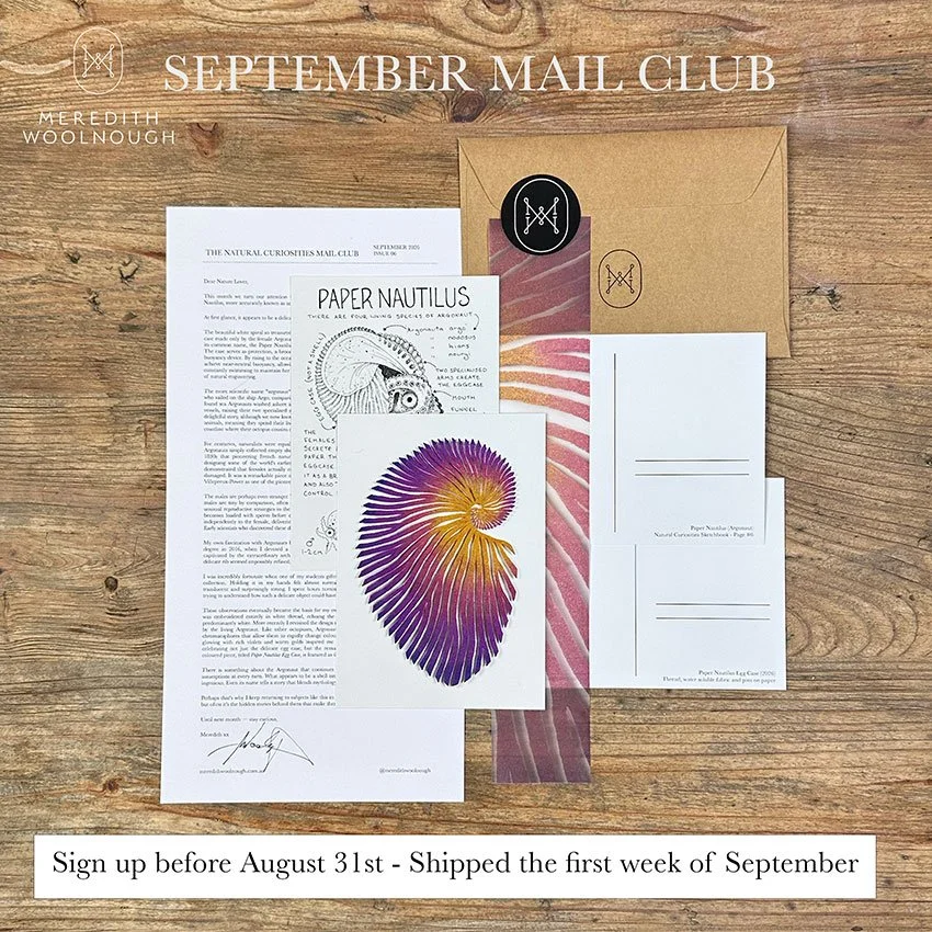 Website-paper-nautilus.jpg