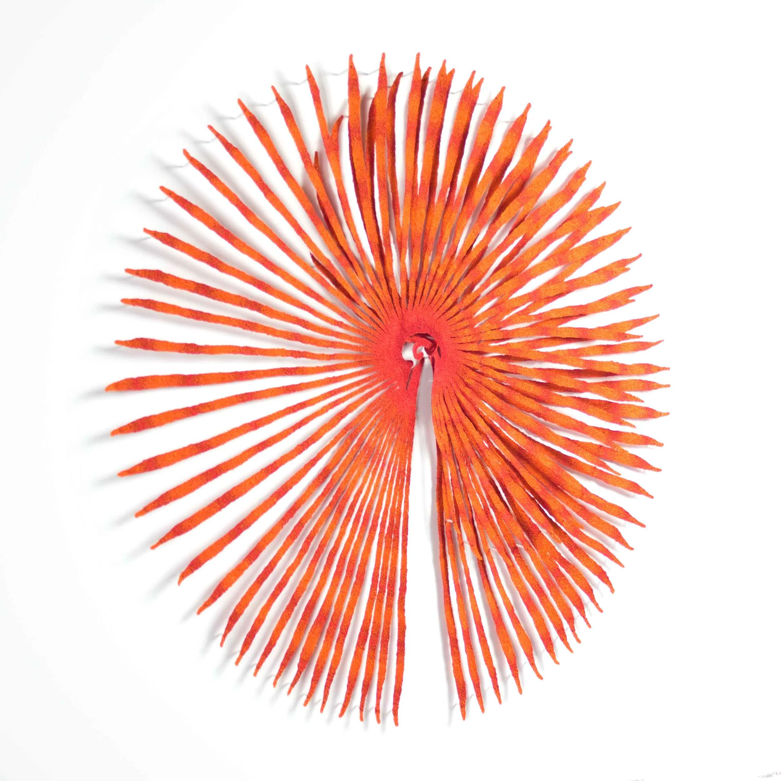 Fan-worm-angle-web.jpg