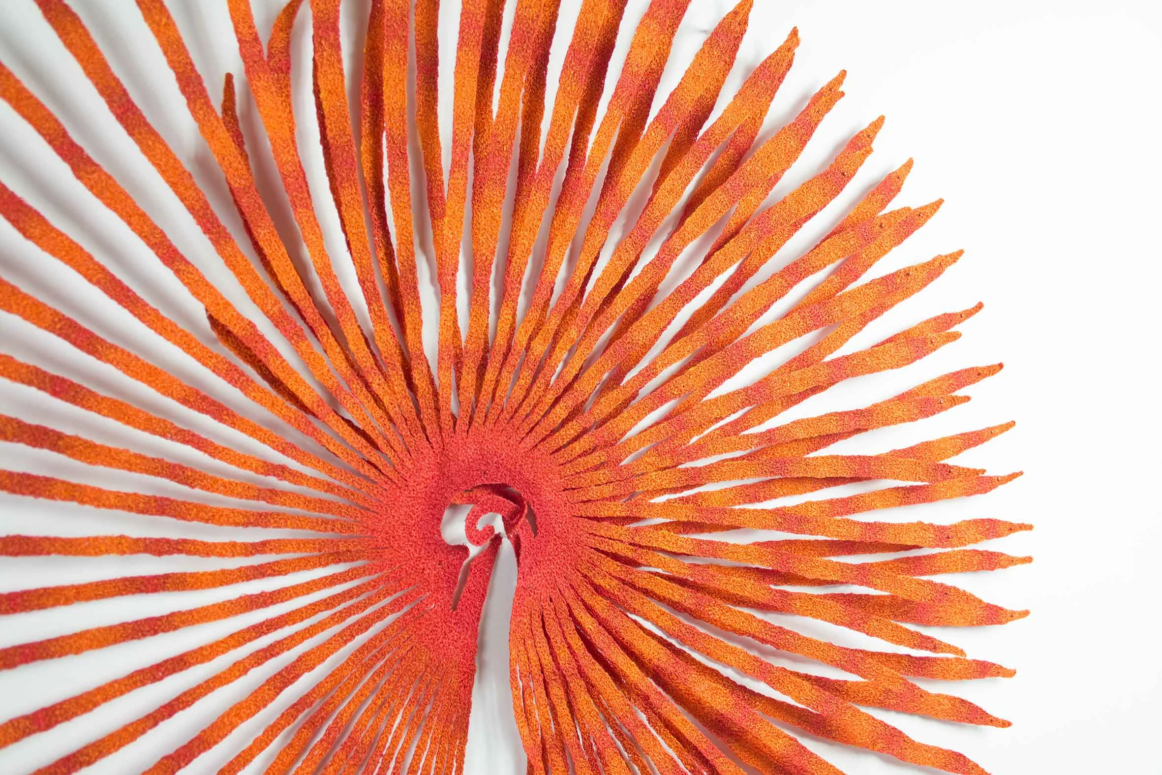 Fan-worm-detail-web.jpg