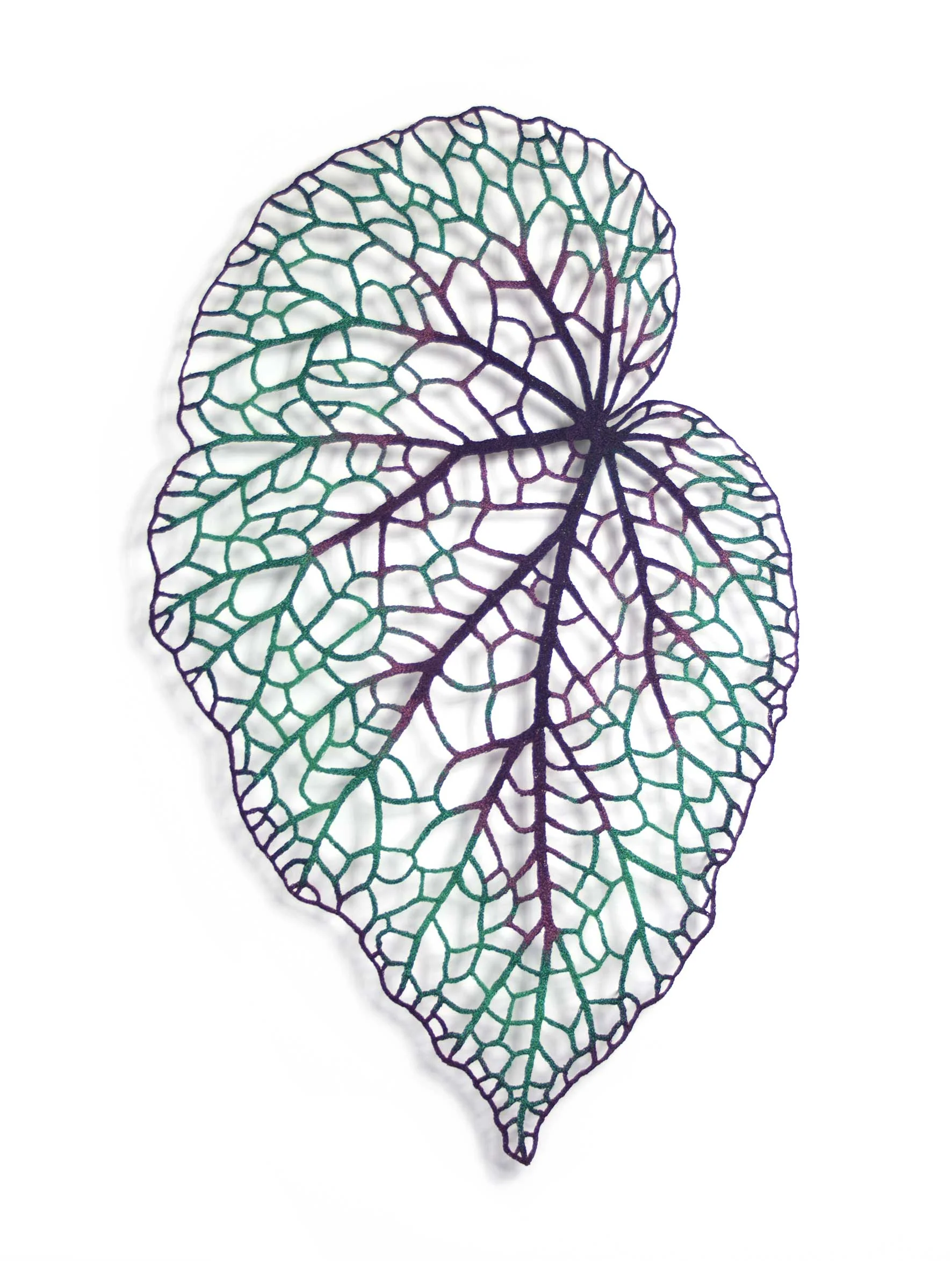 Begonia-Leaf-1-web.jpg