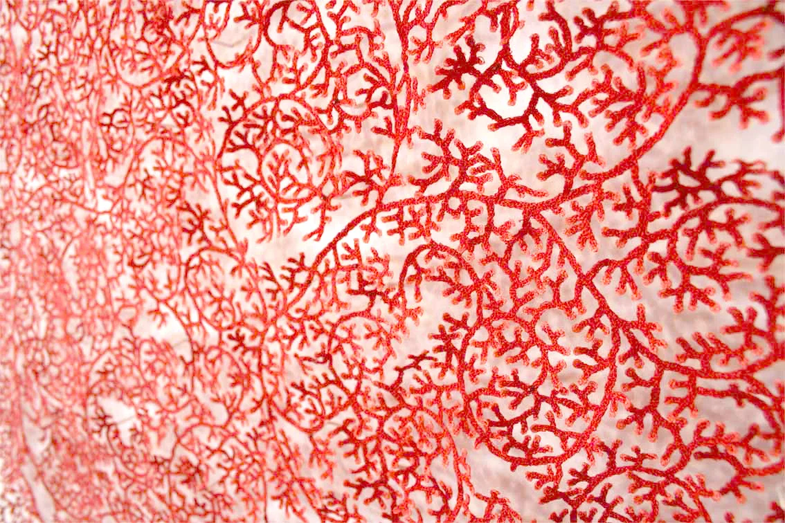 Coral detail web image2.jpg