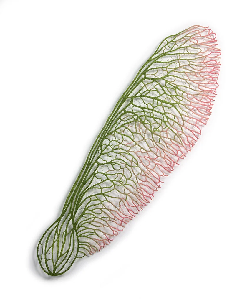 Maple-seed-web.jpg