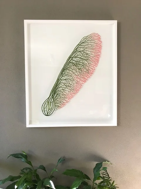 framed maple seed.JPG