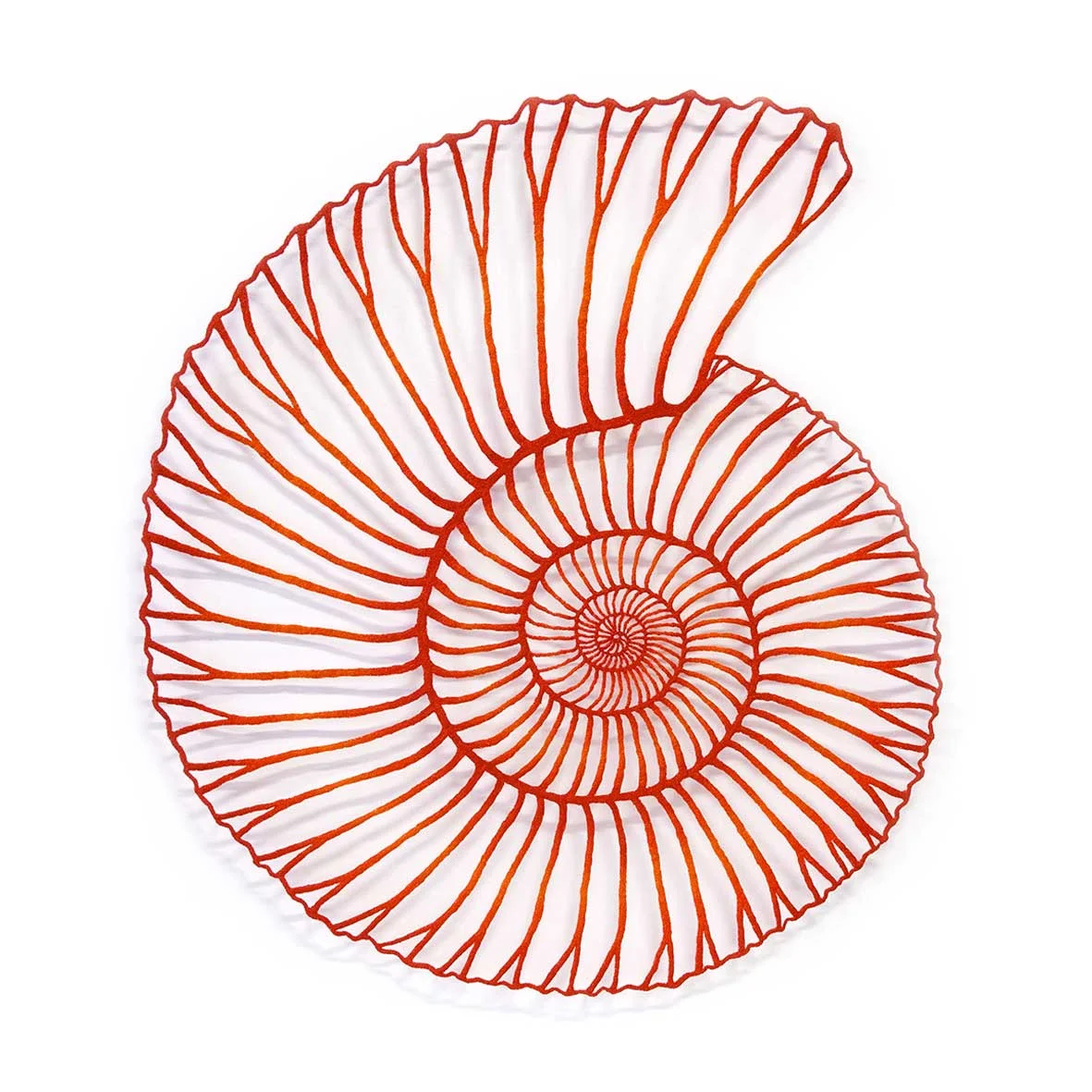 Ammonite-Square-10cm-web.jpg