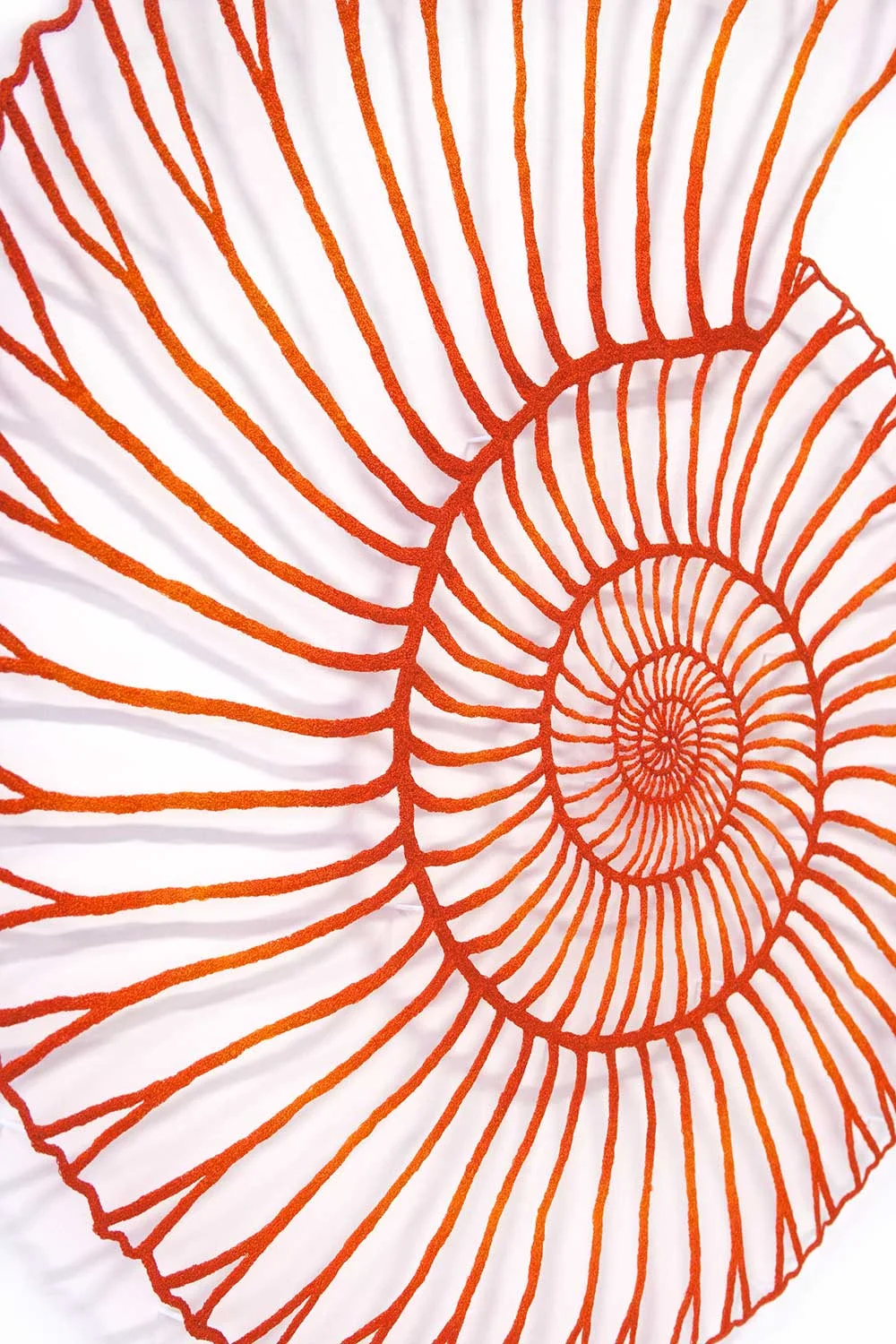 Ammonite-detail-web.jpg