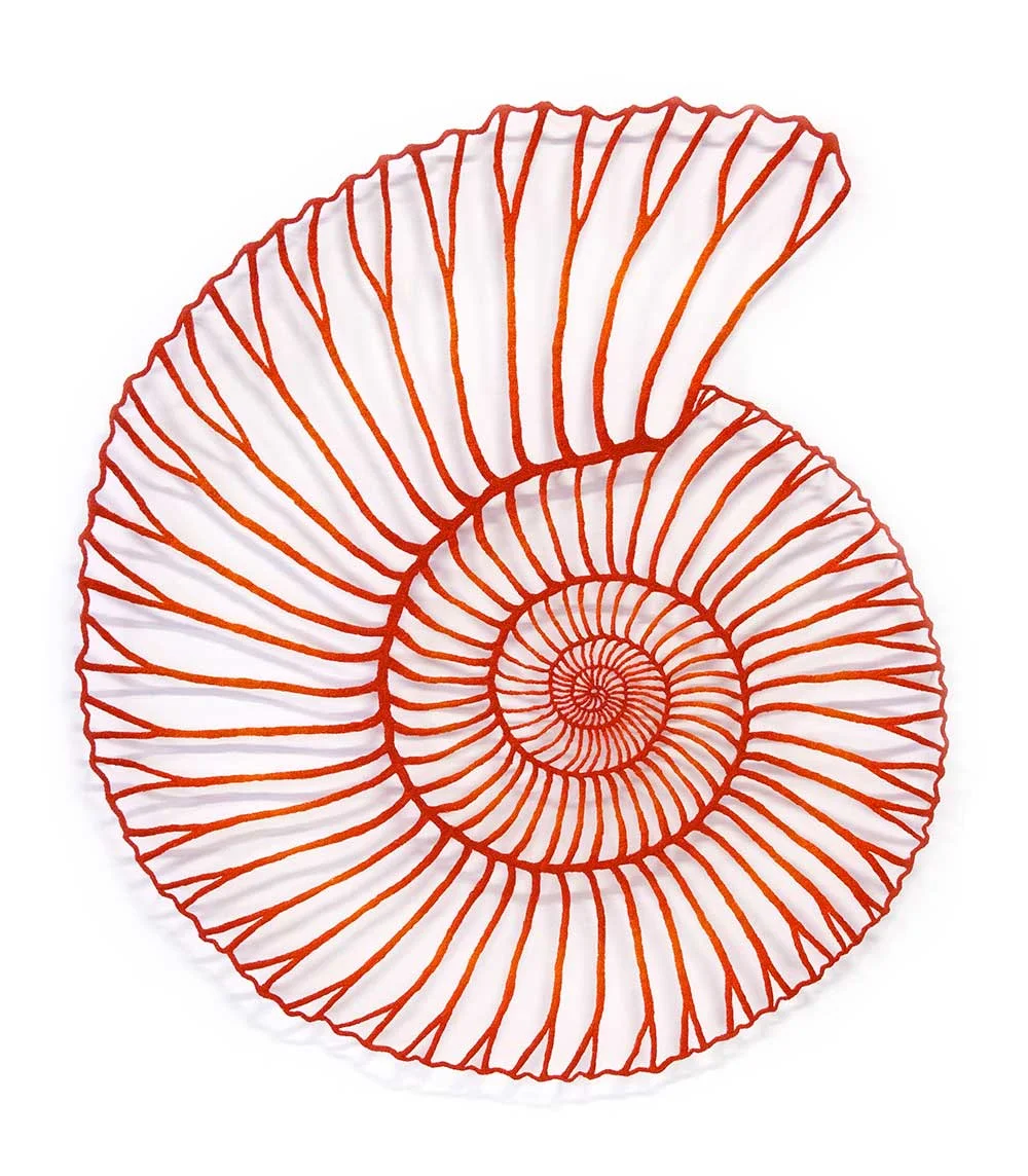 Ammonite-1000px-web.jpg