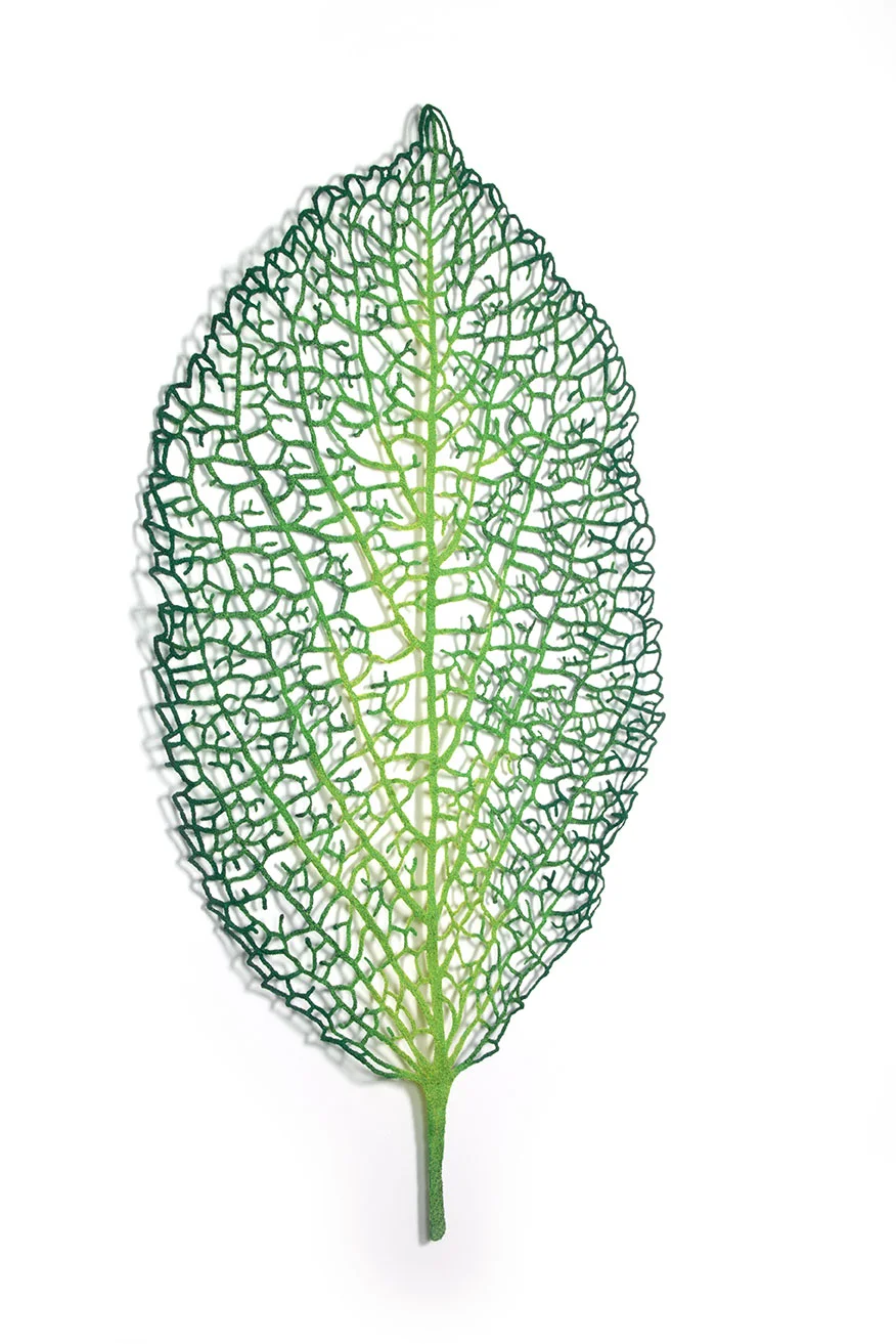 Hydrangea-leaf-angle-web.jpg