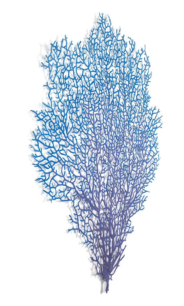 Purple-Coral-Fan-angle-web.jpg