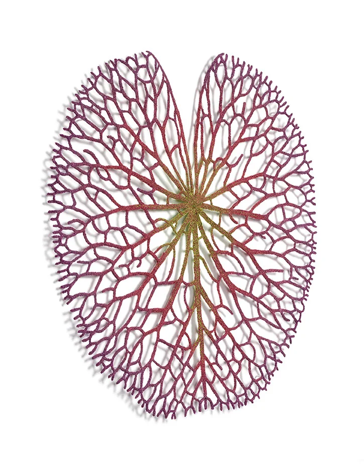 Lily-pad-angle-web.jpg