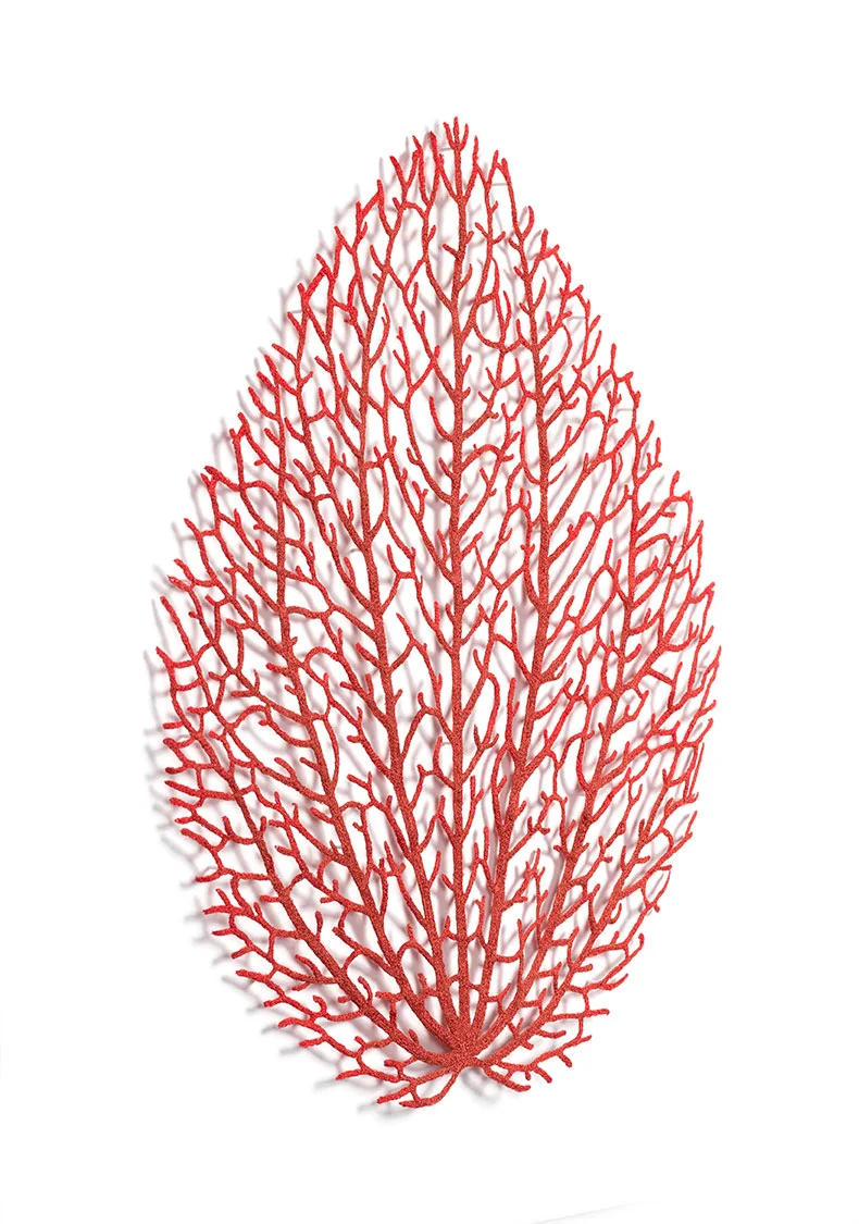 Peperomia-angle-web.jpg