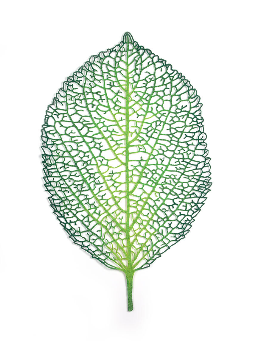Hydrangea-leaf-web.jpg