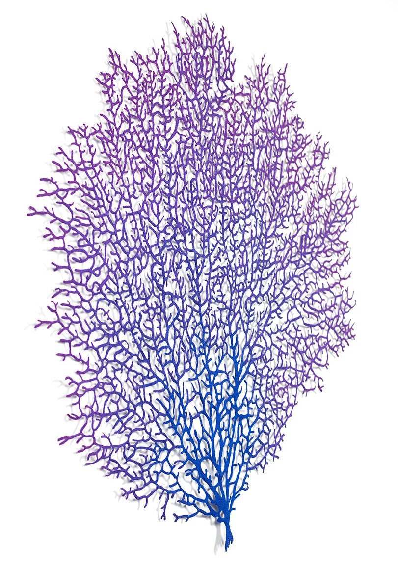 Venus-Sea-fan-angle-web.jpg