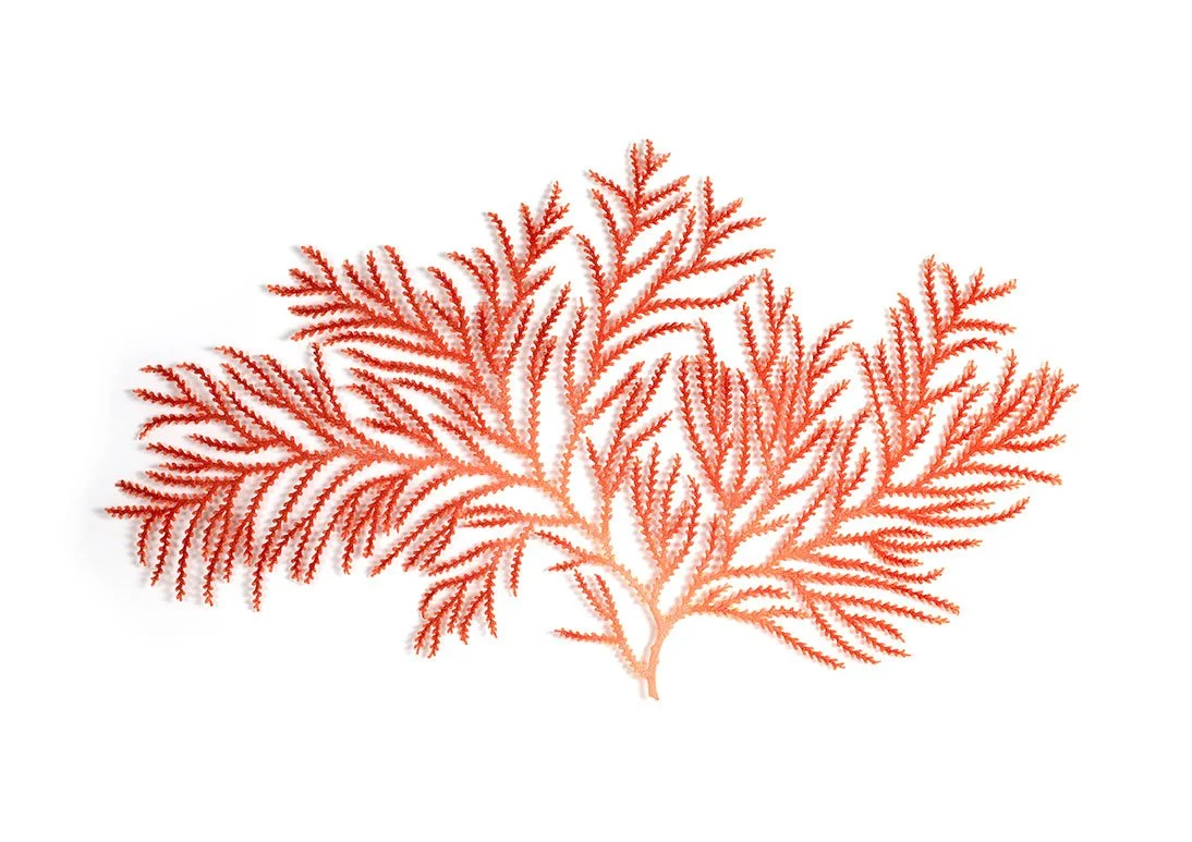 Z-coral-front-web.jpg