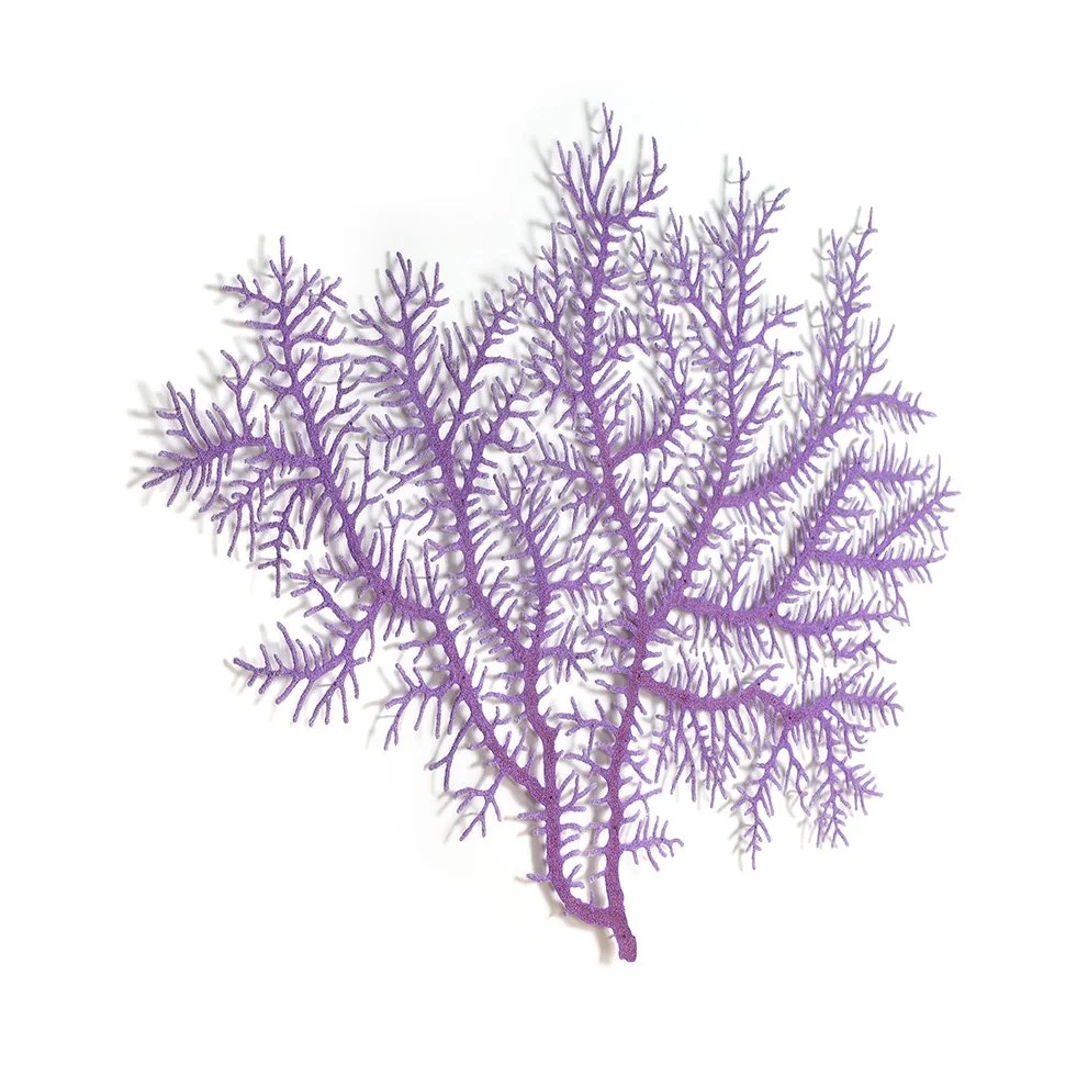 Plumigorgia-coral-angle-web.jpg