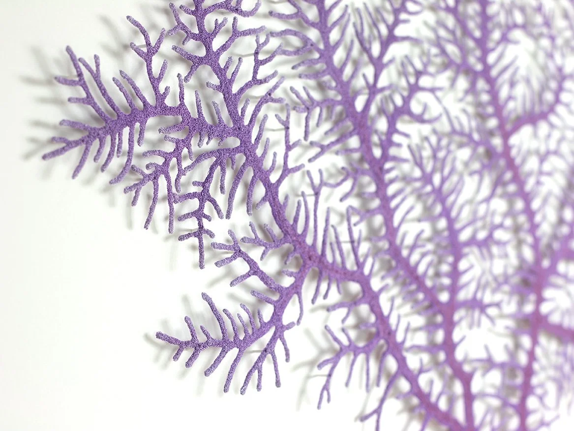 Plumigorgia-coral-detail-1-web.jpg