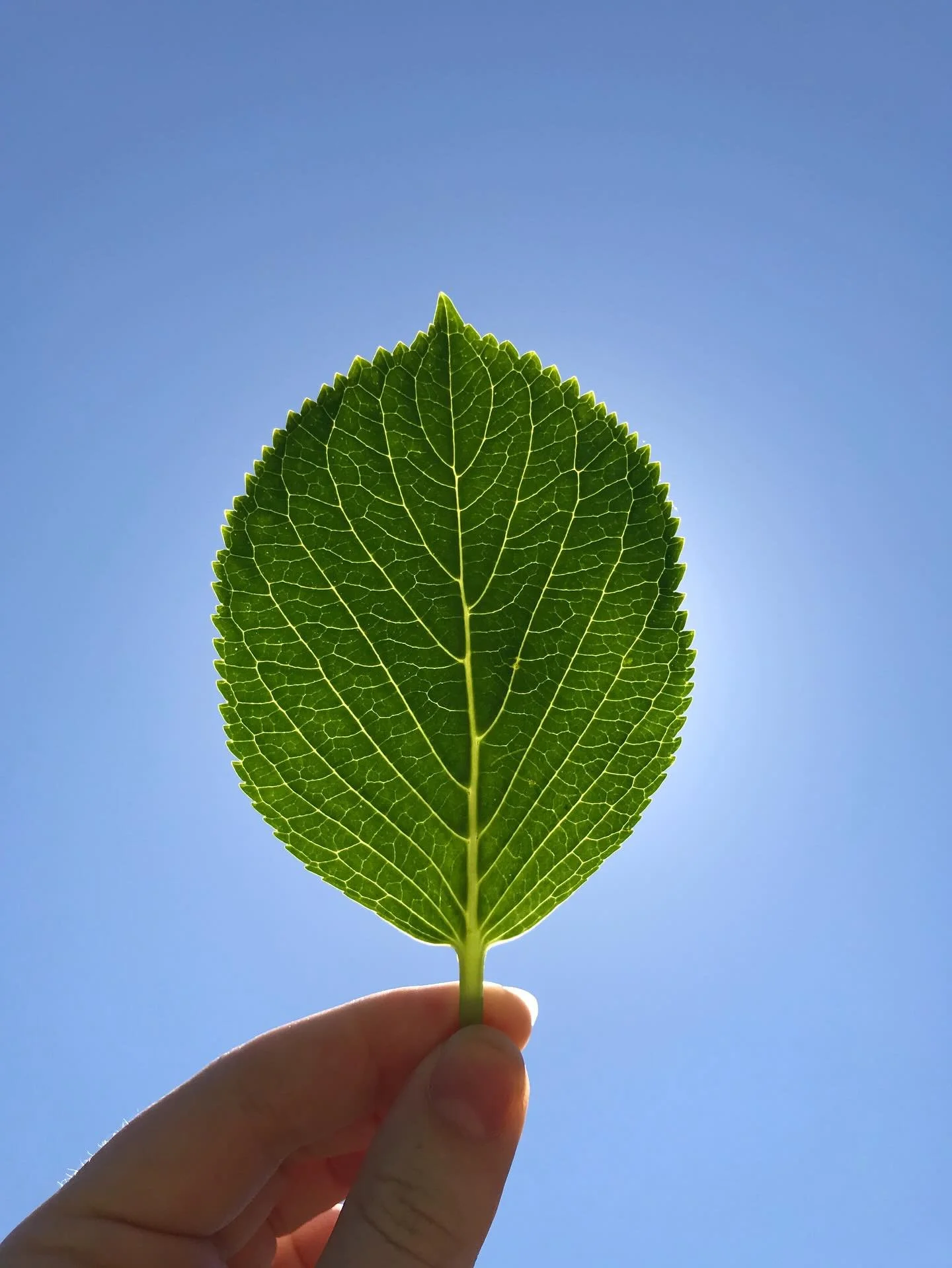 A little bit of leaf love 🍃

One of my favourite things to do when out on a bush walk is to pick a leaf and hold it up to the sun to reveal its vein network. Magical mazes can be found in every leaf. Zoom in on these pics to see. 

#leaflove