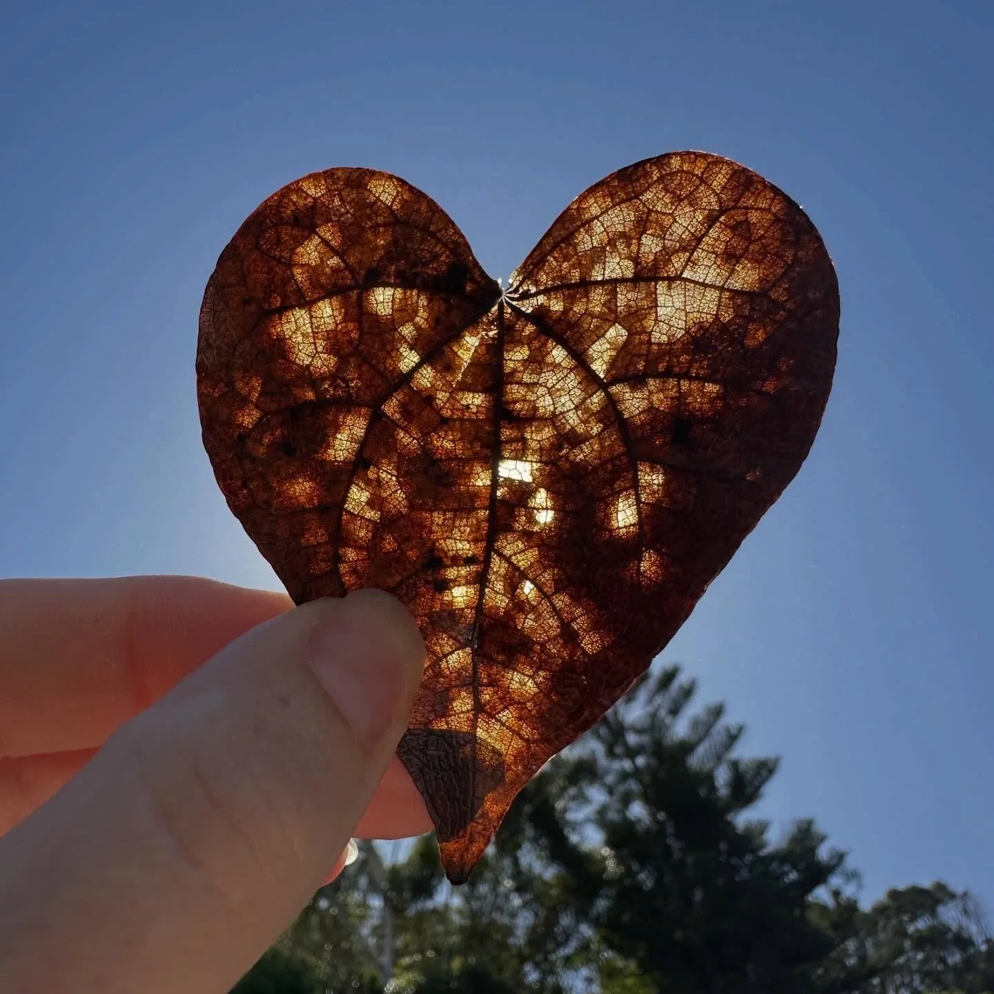 A leaf my daughter found in the ocean. I love how when you zoom in you can see all the tiny interconnected veins. It&rsquo;s like a complete city network, or an aerial map of agricultural land. A whole world in a single leaf.