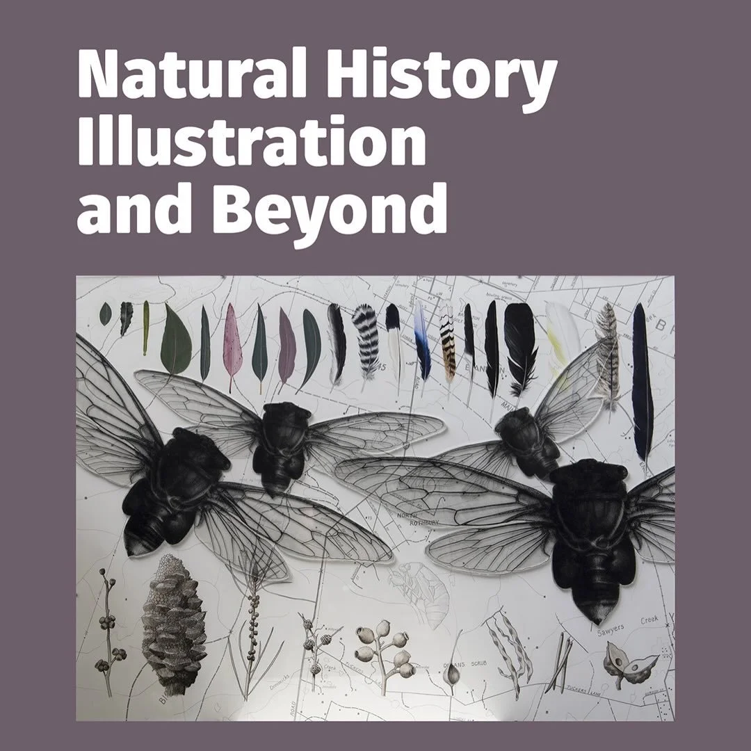 When I moved to Newcastle in 2012 I learnt about the Natural History Illustration program at the university of Newcastle through a series of serendipitous circumstances. 

A lady I was chatting to in the grocery checkout line raved about the course a