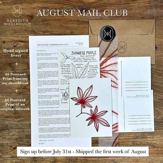 Website-promo-Japanese-Maple-web.jpg