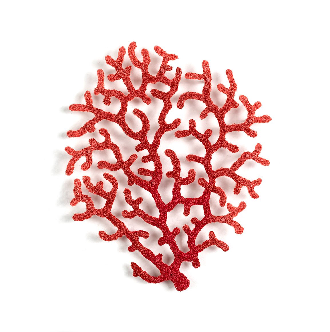 Verrucella-Coral-Frag-front-web.jpg