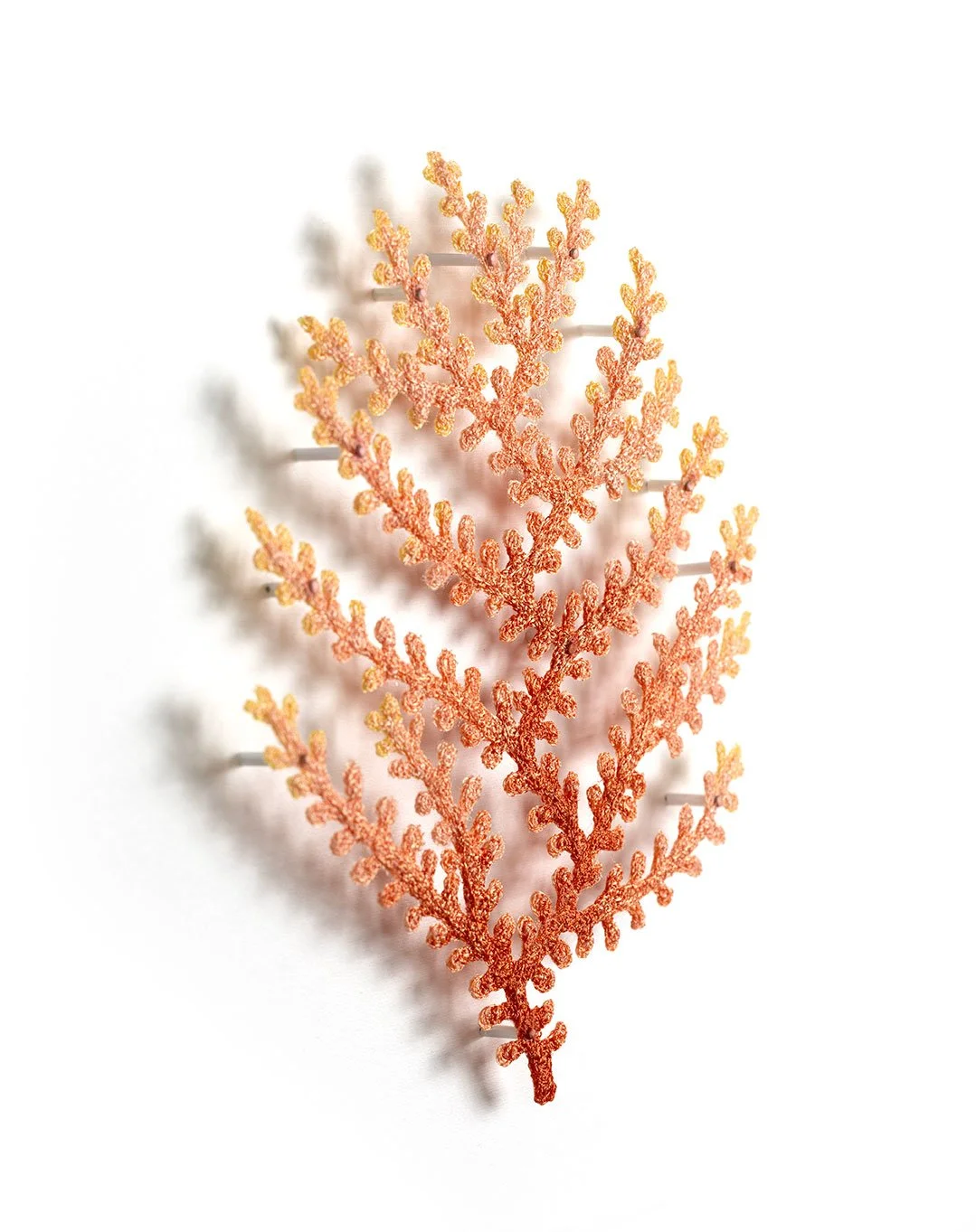 Zignisis-Coral-Frag-angle-web.jpg
