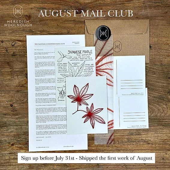 August-mail-club-japanese-maple-web.jpg