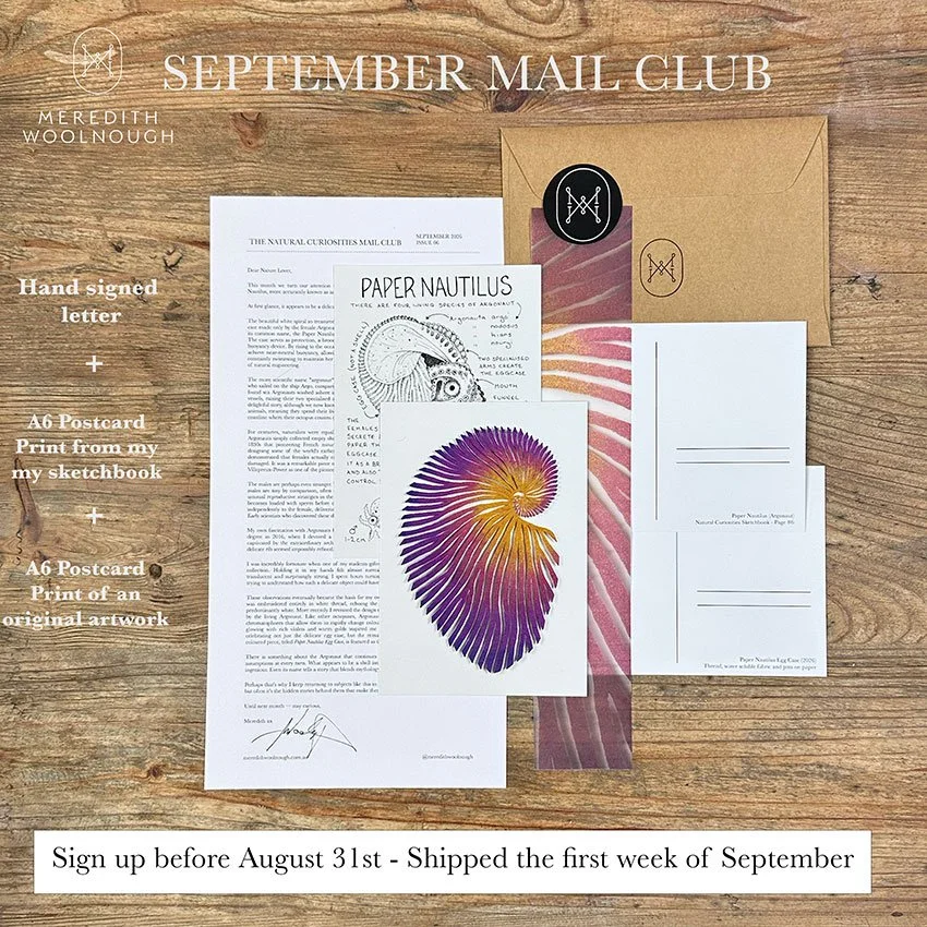 Wedbsite-with-labels-Paper-Nautilus.jpg