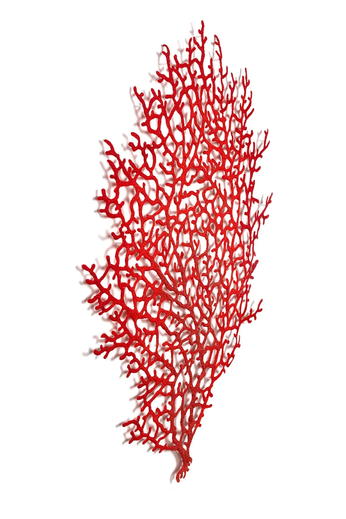 Crimson-Coral-Branch-angle-web.jpg