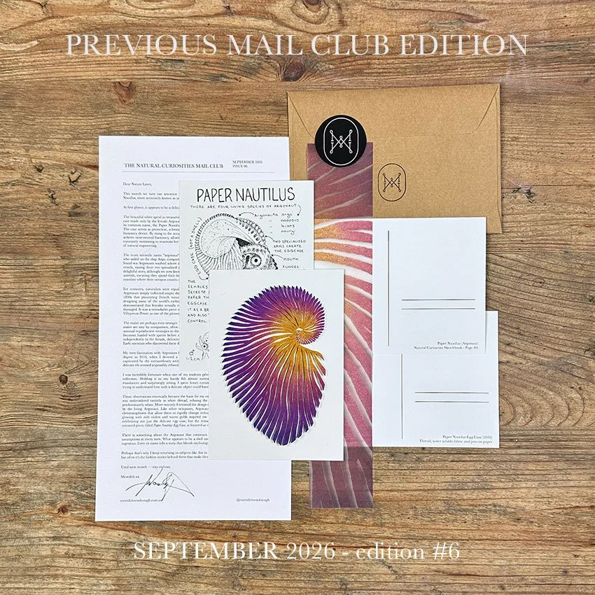 Wedsite-previous-Paper-nautilus.jpg