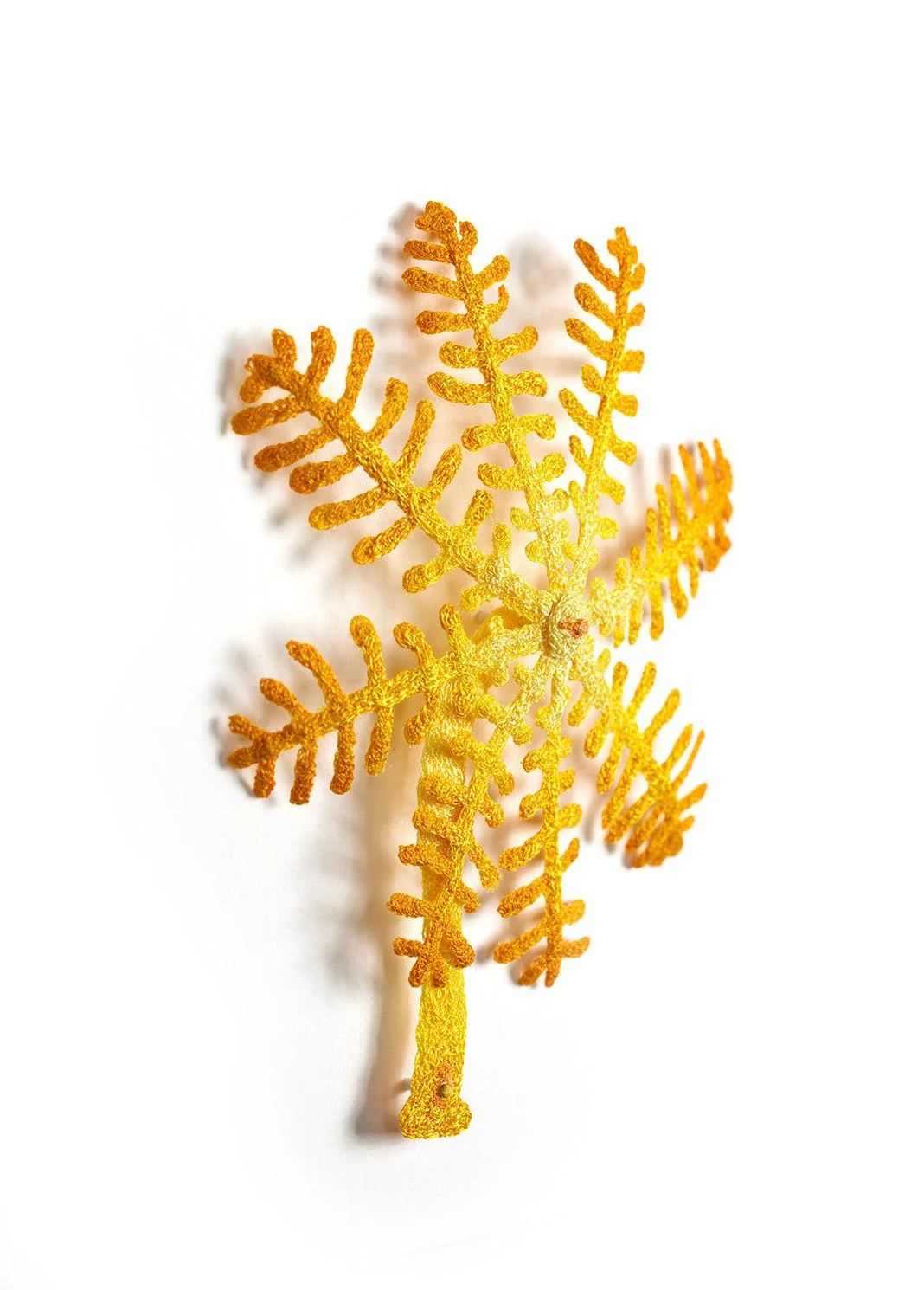 Steresoma-Coral-Frag-angle-web.jpg